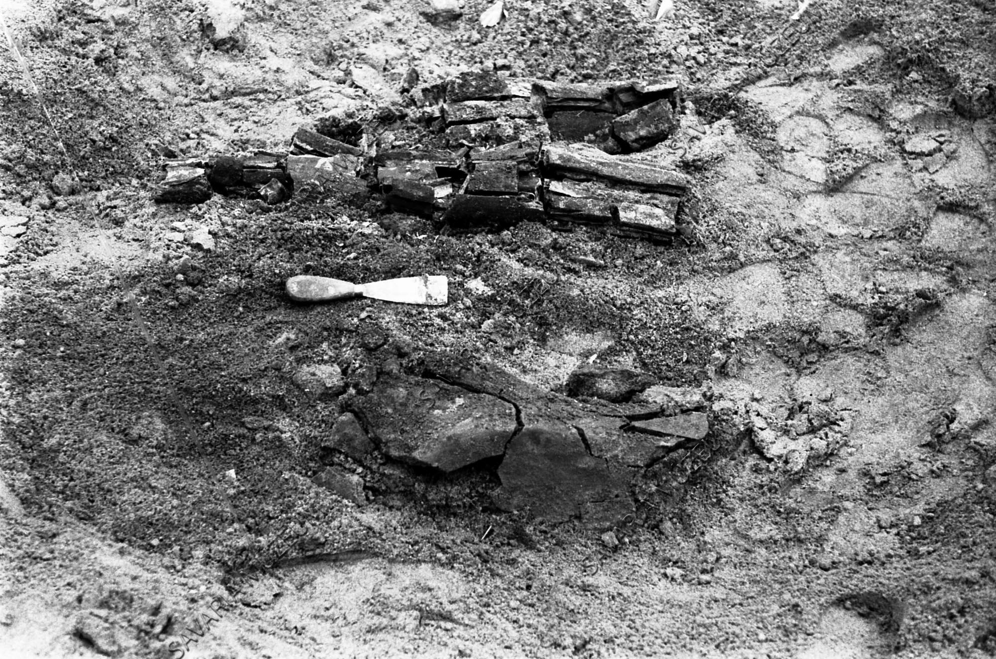 Ősállat leletek (Savaria Megyei Hatókörű Városi Múzeum, Szombathely CC BY-NC-SA)