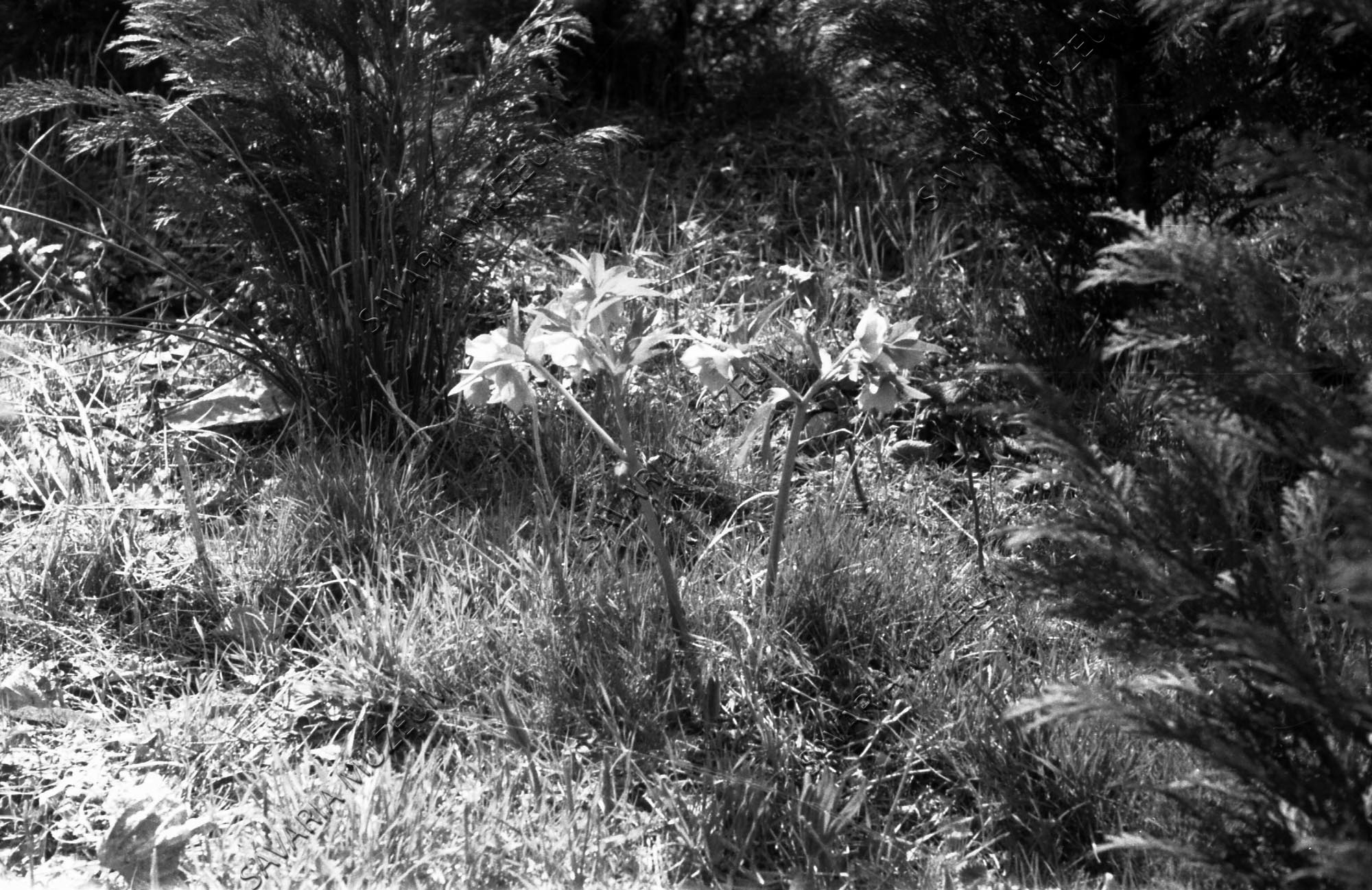 Helleborus purpurascens (Savaria Megyei Hatókörű Városi Múzeum, Szombathely CC BY-NC-SA)