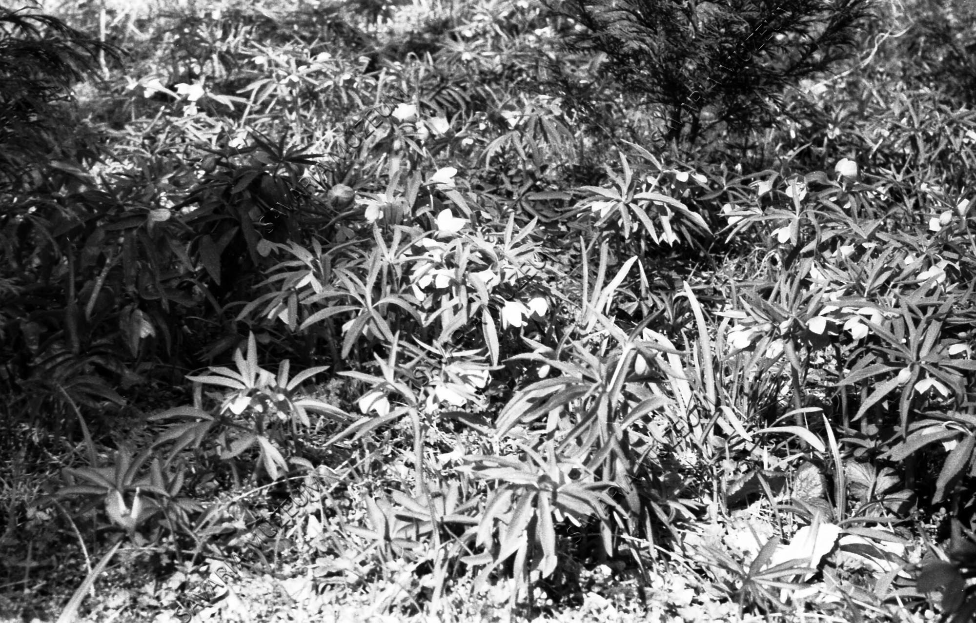 Helleborus dumetorum (Savaria Megyei Hatókörű Városi Múzeum, Szombathely CC BY-NC-SA)