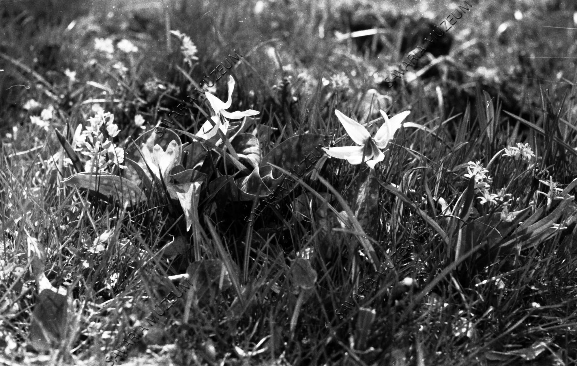 Erythronium dens-canis (Savaria Megyei Hatókörű Városi Múzeum, Szombathely CC BY-NC-SA)