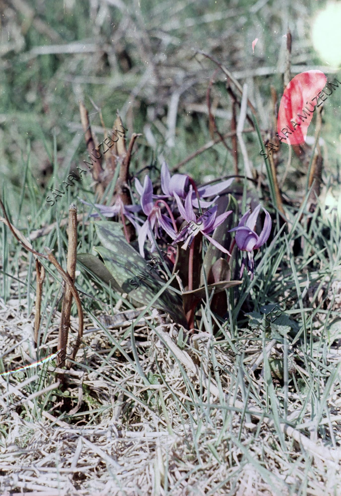 Erythronium dens-canis (Savaria Megyei Hatókörű Városi Múzeum, Szombathely CC BY-NC-SA)