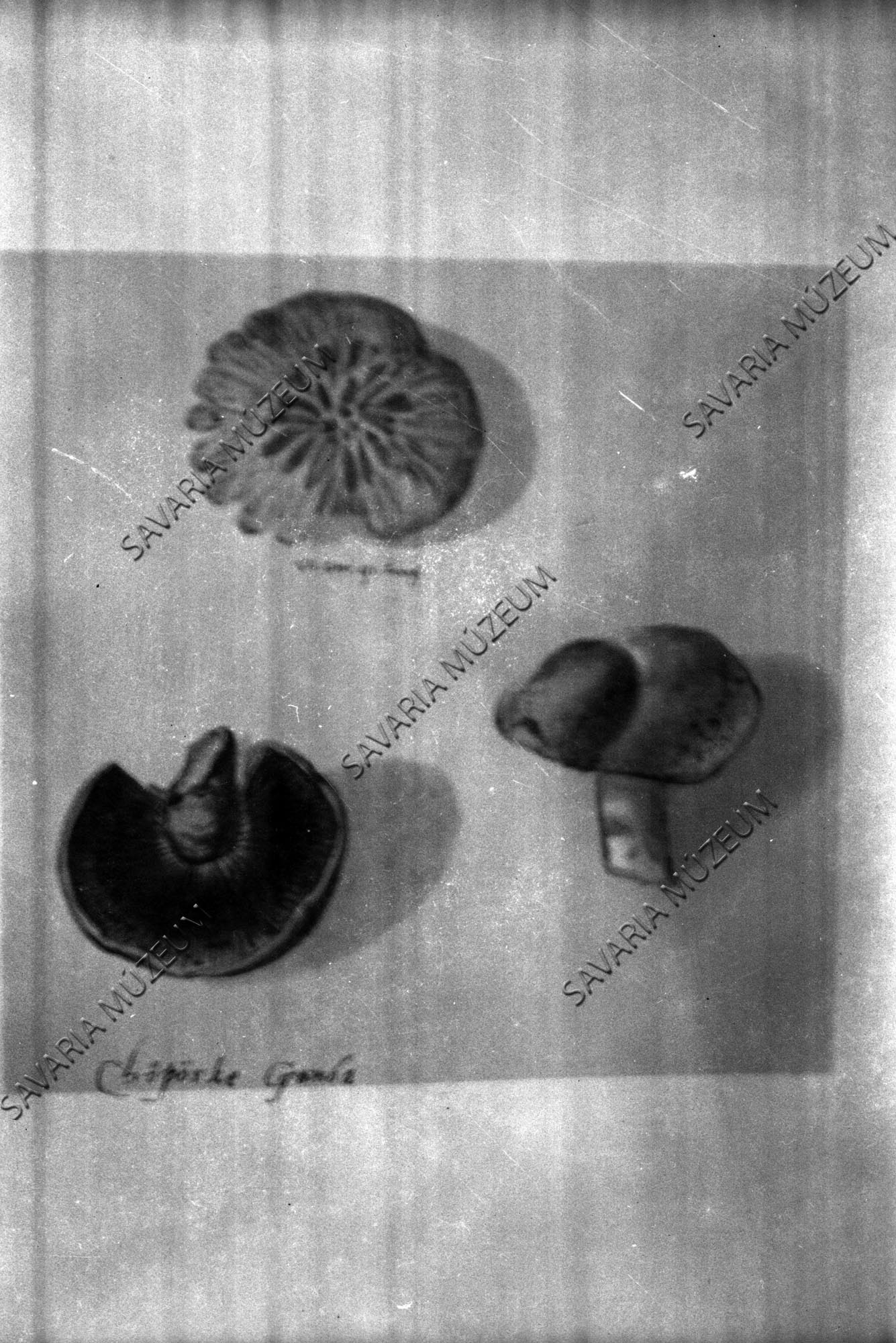 Clusius gombái az Istvánffy könyvből (Savaria Megyei Hatókörű Városi Múzeum, Szombathely CC BY-NC-SA)