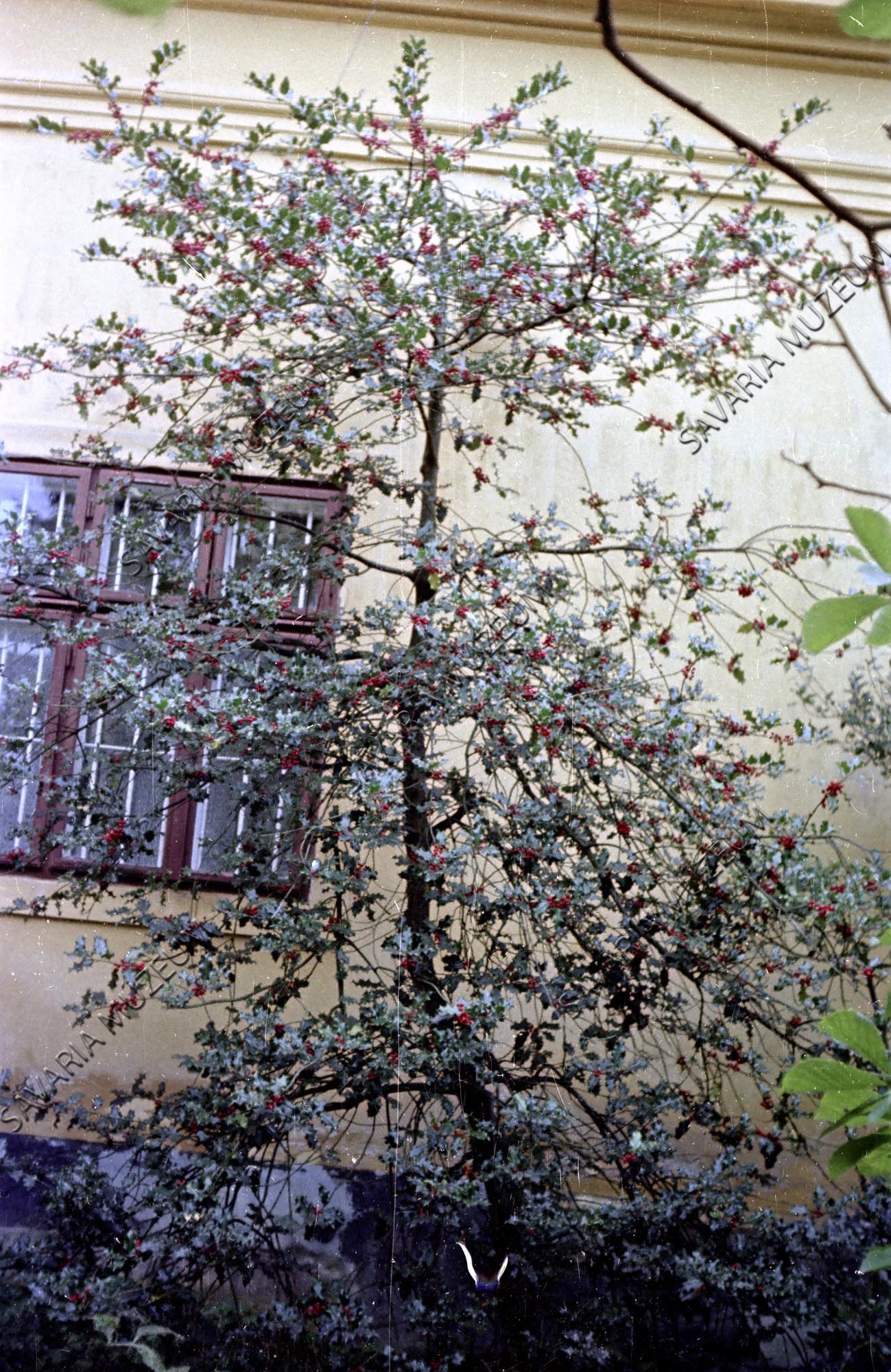 Ilex aquifolium (Savaria Megyei Hatókörű Városi Múzeum, Szombathely CC BY-NC-SA)