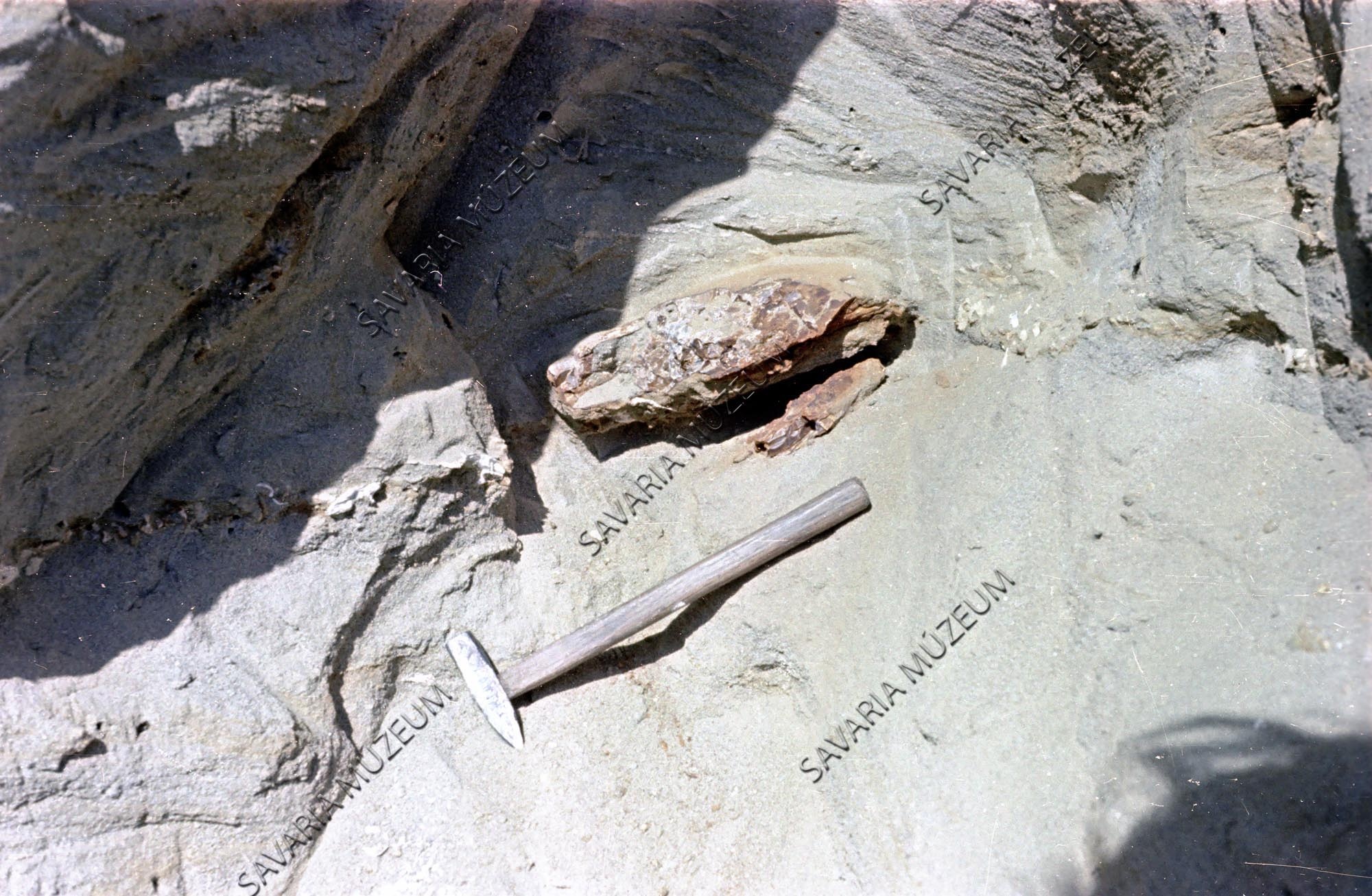 Agyar-töredék (Savaria Megyei Hatókörű Városi Múzeum, Szombathely CC BY-NC-SA)
