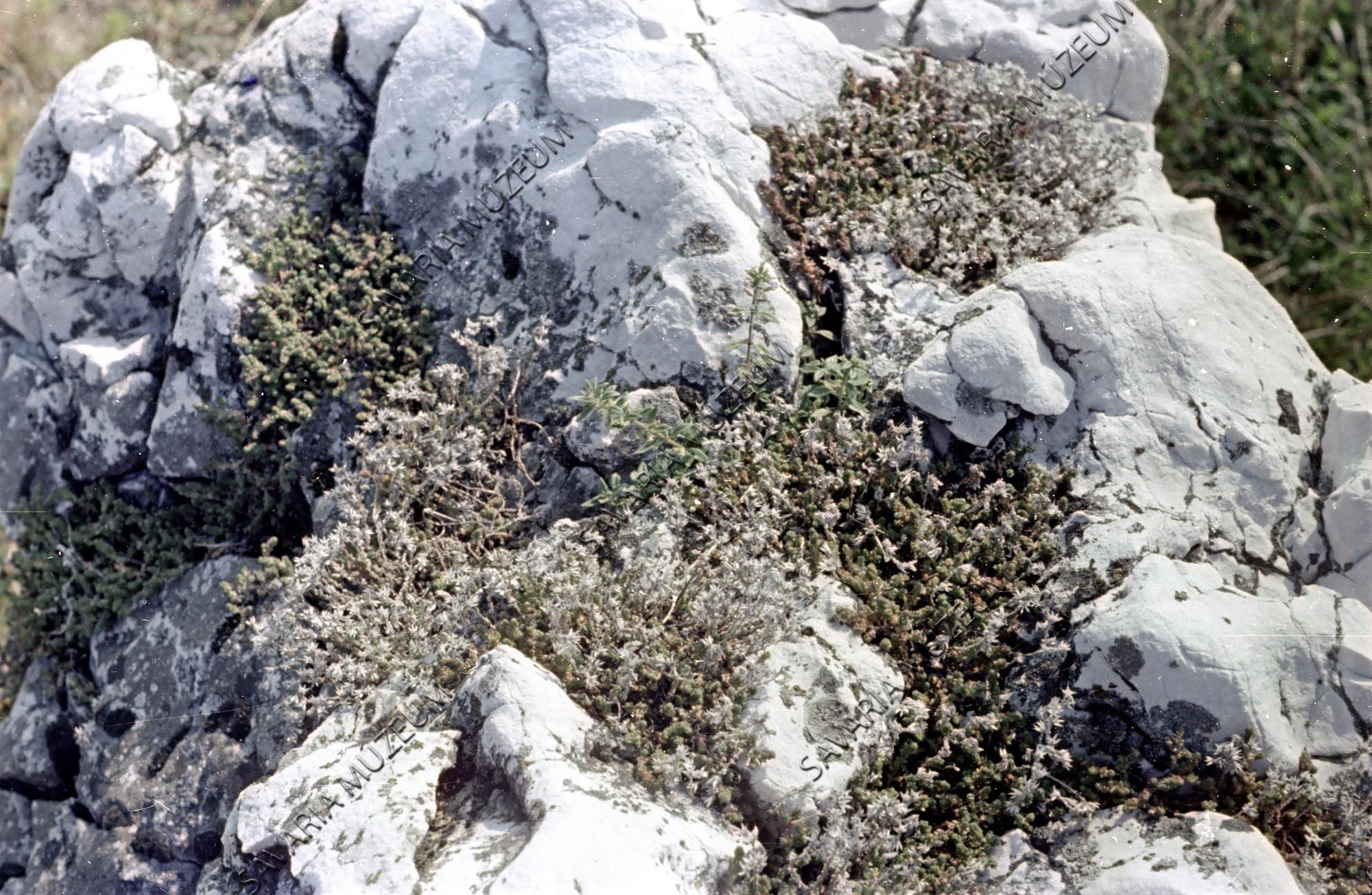 Dolomit szikla növényekkel (Savaria Megyei Hatókörű Városi Múzeum, Szombathely CC BY-NC-SA)