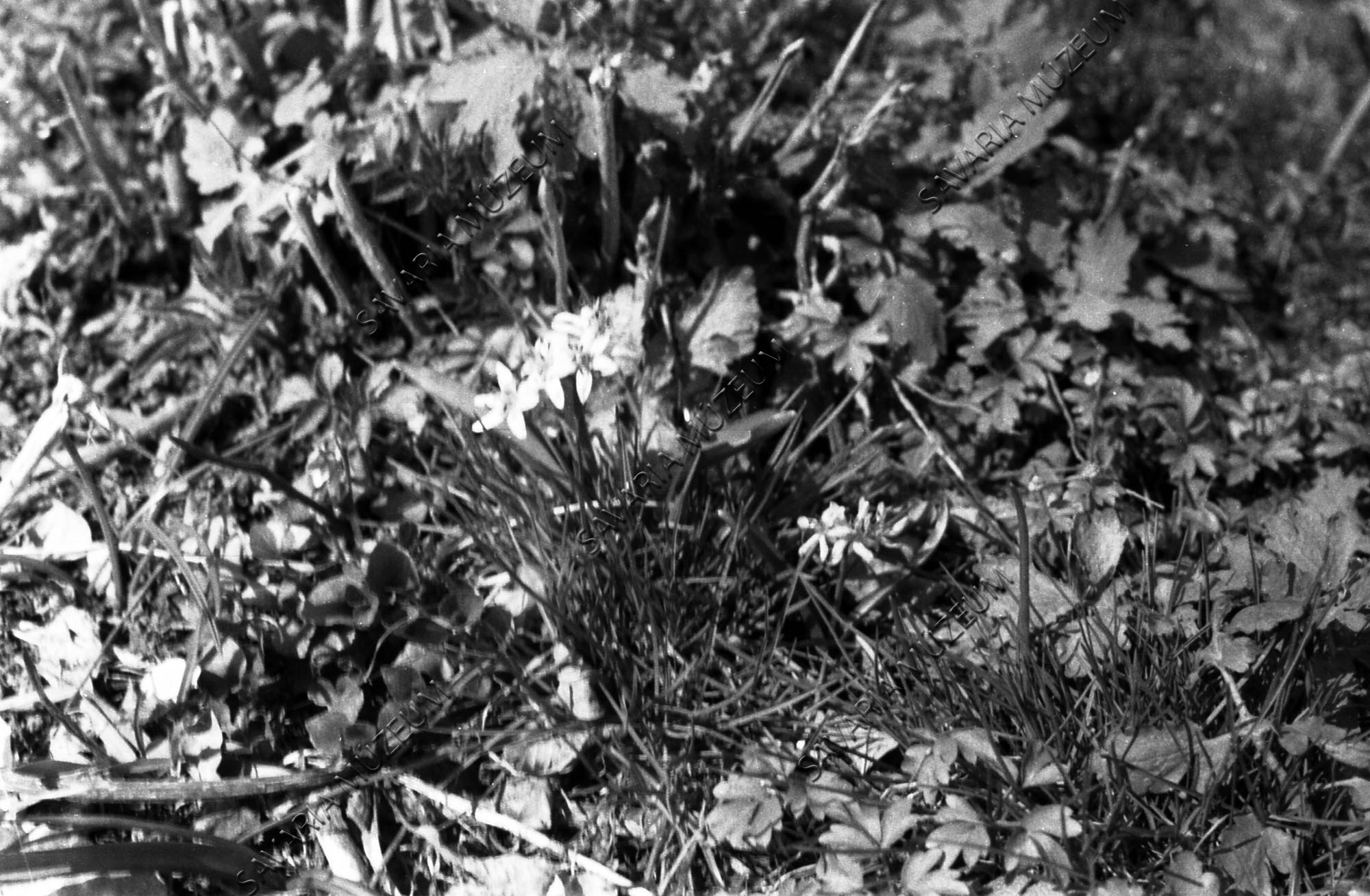 Scilla bifolia (Savaria Megyei Hatókörű Városi Múzeum, Szombathely CC BY-NC-SA)