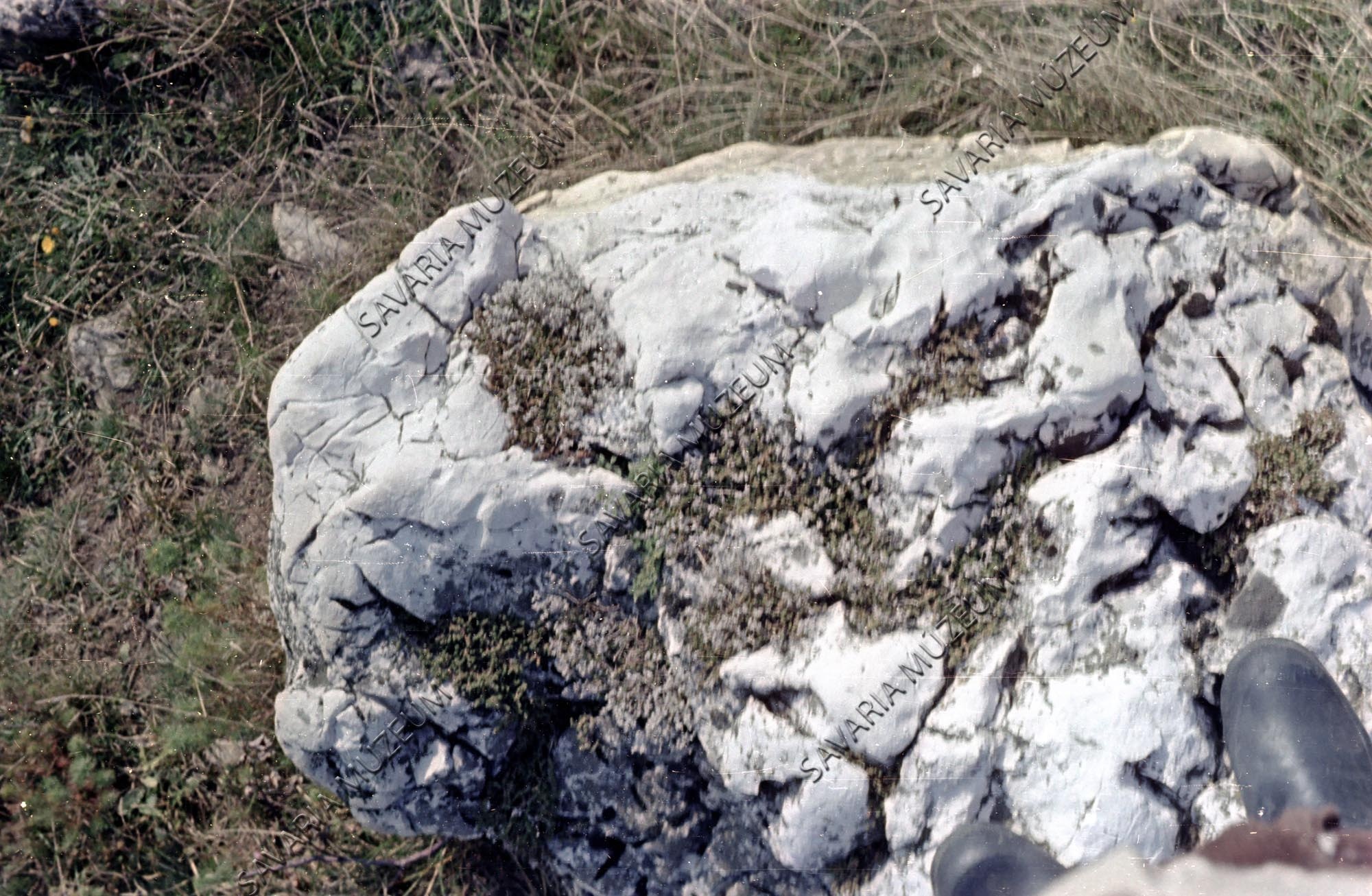 Dolomit szikla növényekkel (Savaria Megyei Hatókörű Városi Múzeum, Szombathely CC BY-NC-SA)