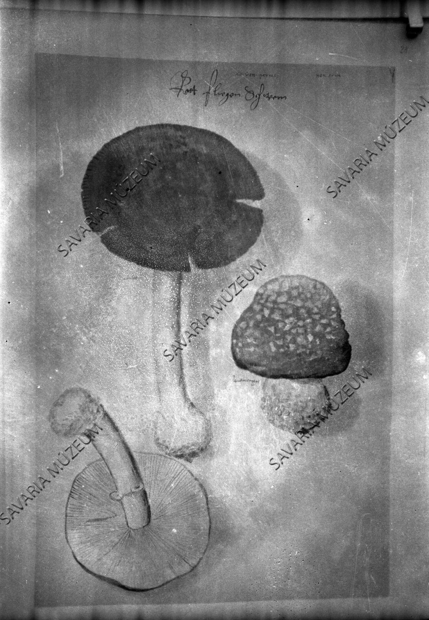 Clusius gombái az Istvánffy könyvből (Savaria Megyei Hatókörű Városi Múzeum, Szombathely CC BY-NC-SA)