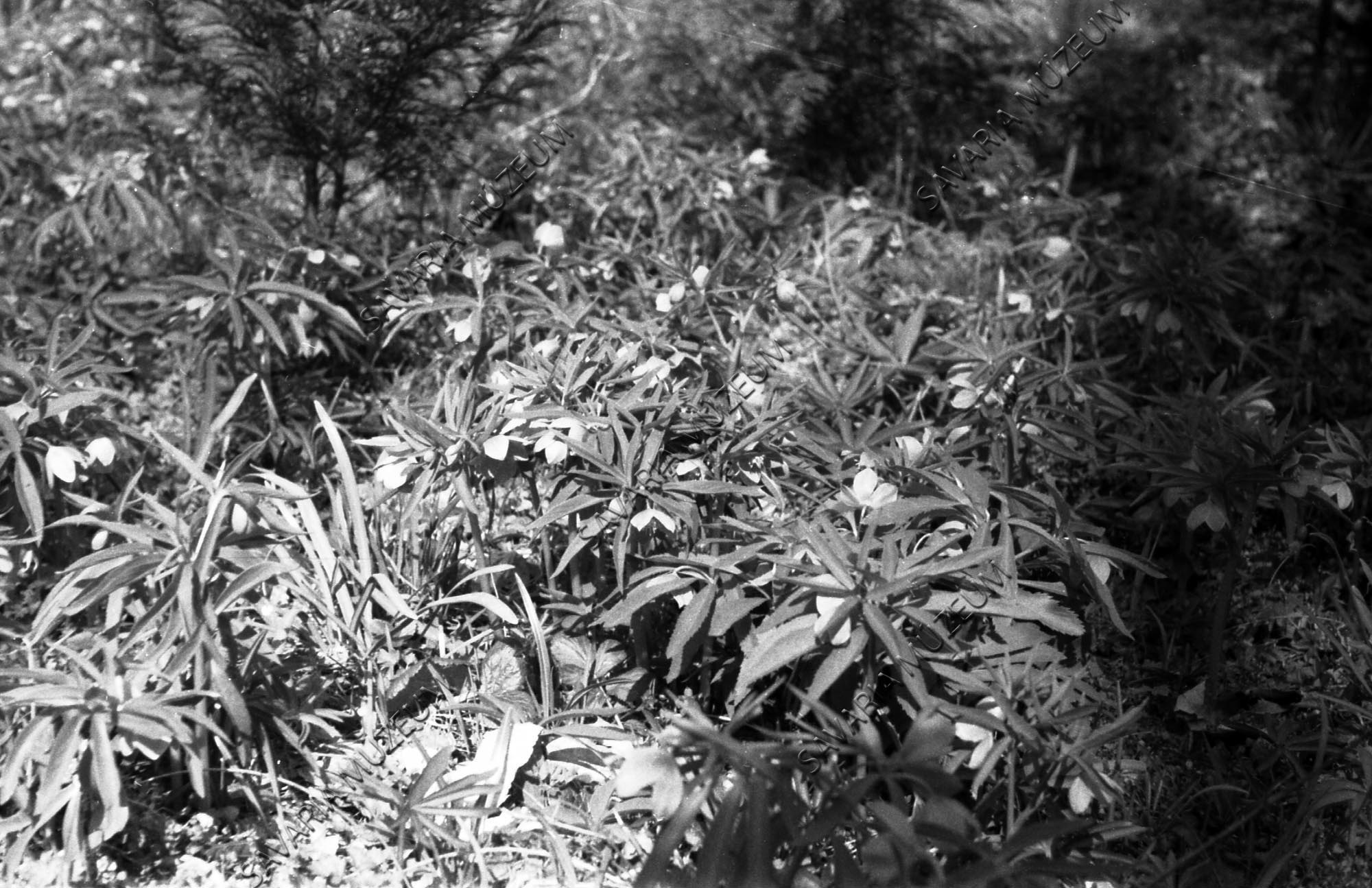 Helleborus dumetorum (Savaria Megyei Hatókörű Városi Múzeum, Szombathely CC BY-NC-SA)