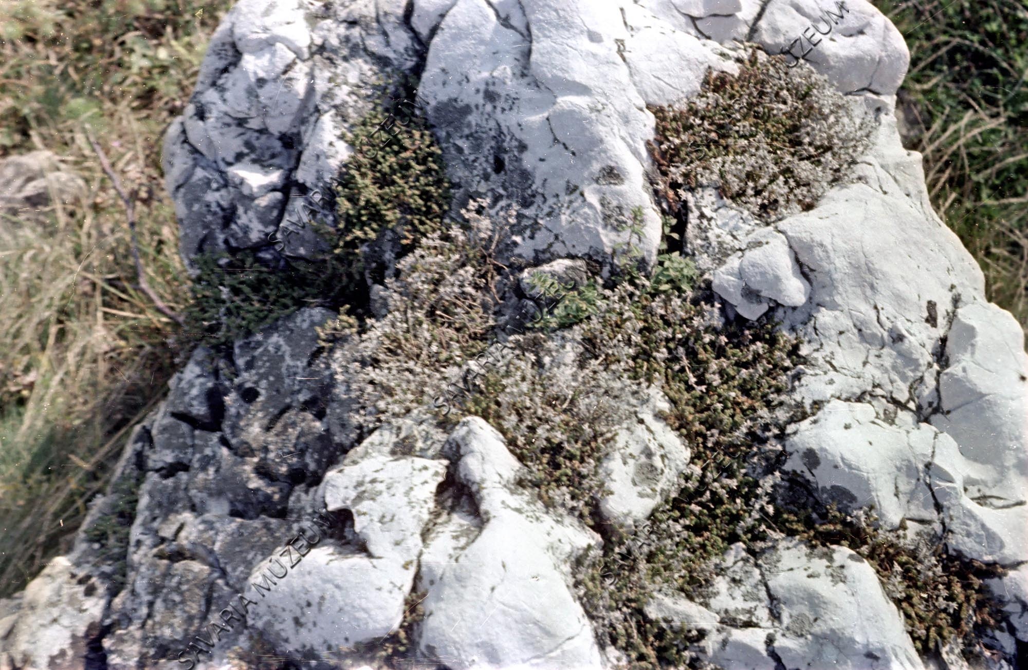 Dolomit sziklai növények (Savaria Megyei Hatókörű Városi Múzeum, Szombathely CC BY-NC-SA)