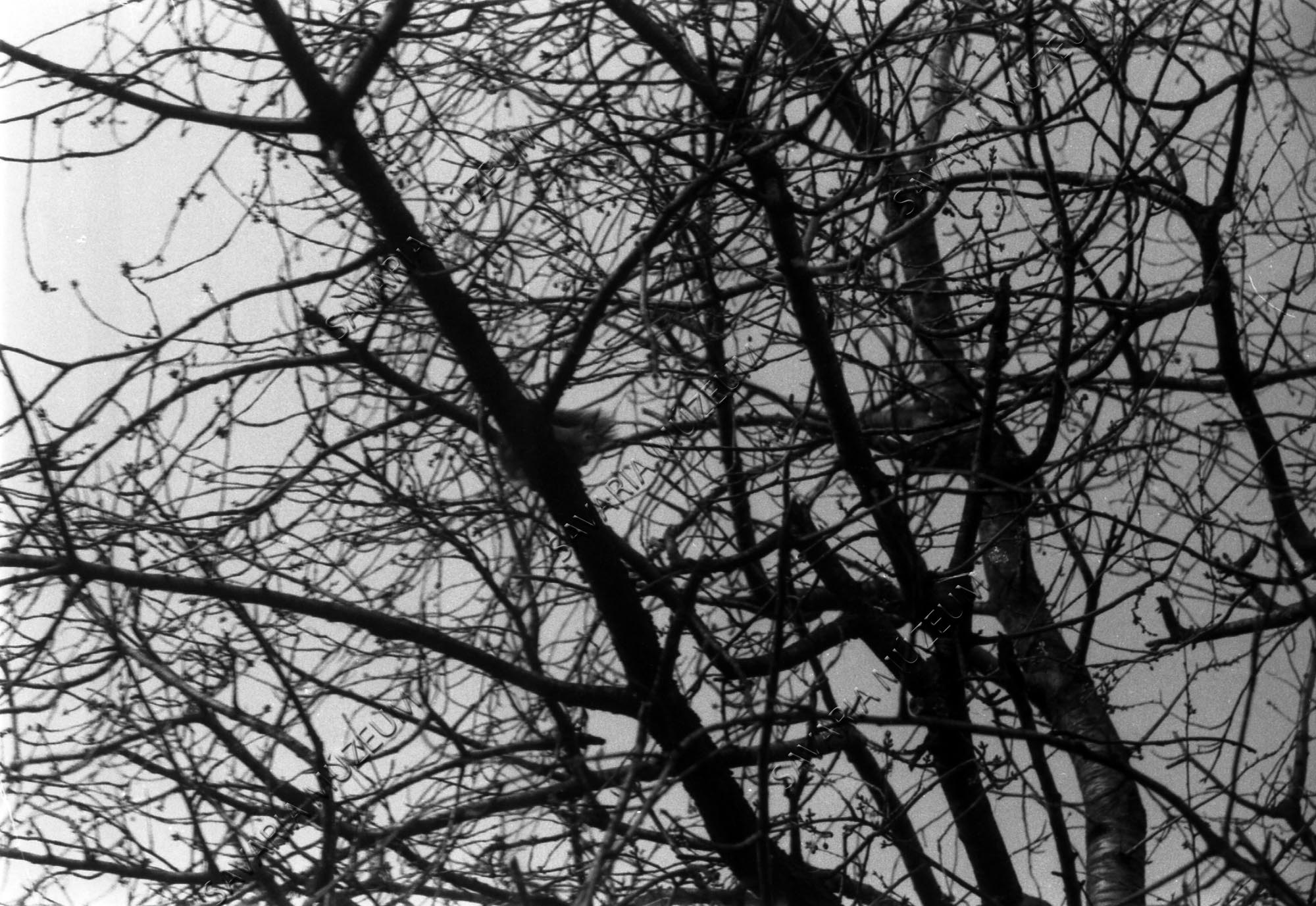 Mókus a fán (Savaria Megyei Hatókörű Városi Múzeum, Szombathely CC BY-NC-SA)
