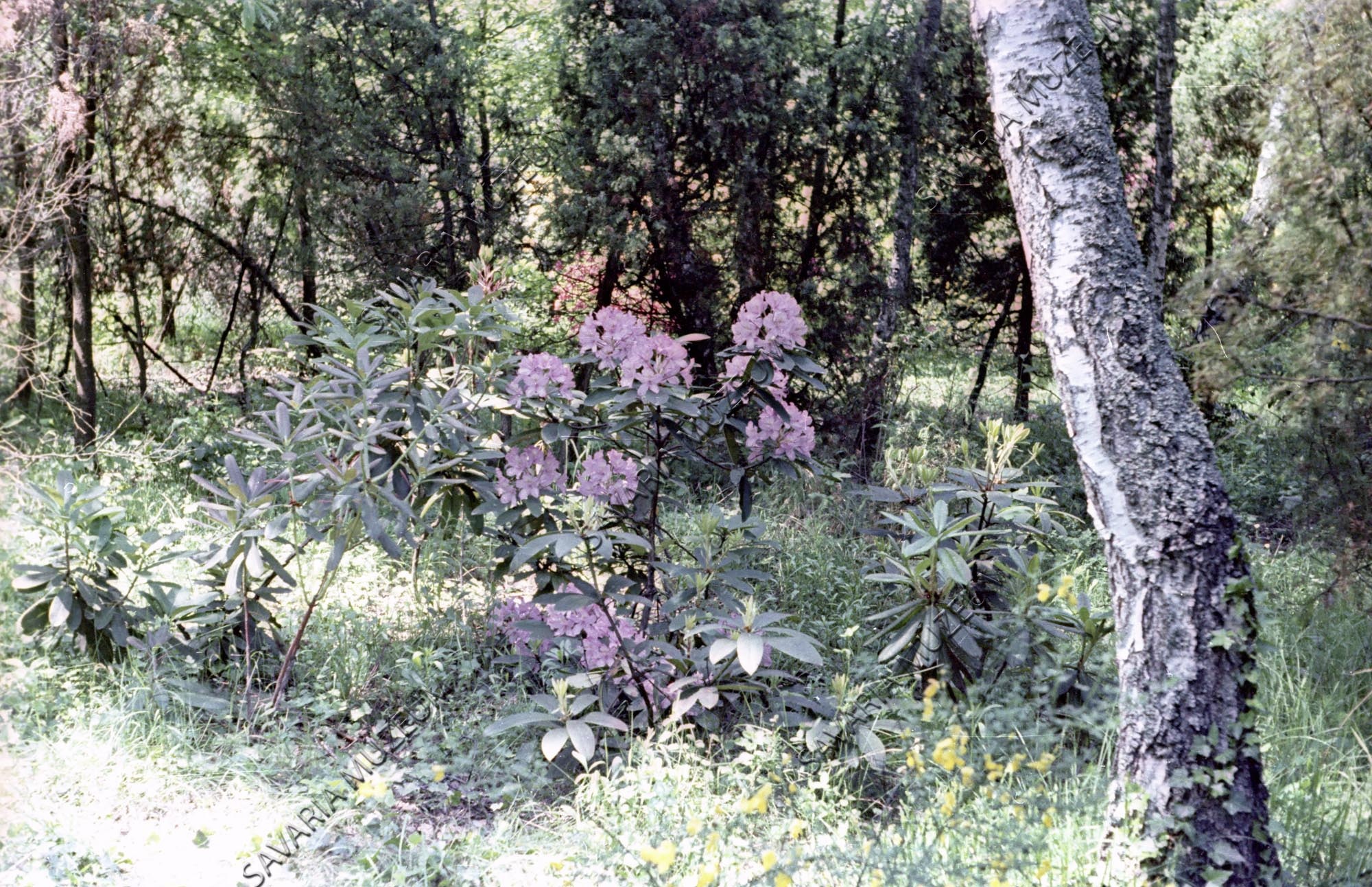 Rhododendron (örökzöld) (Savaria Megyei Hatókörű Városi Múzeum, Szombathely CC BY-NC-SA)