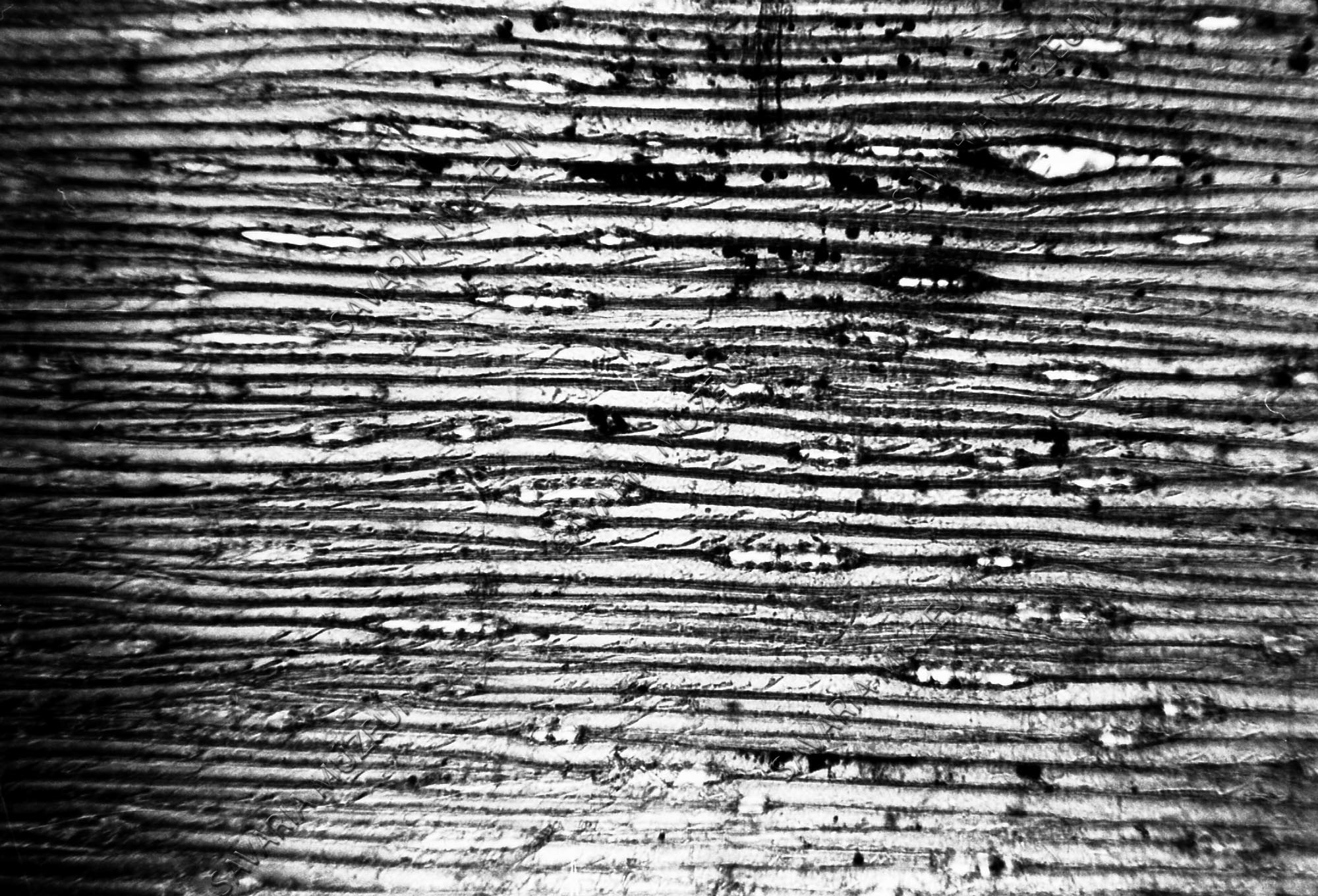Jégkori famaradvány: Pinus sylvestris (Savaria Megyei Hatókörű Városi Múzeum, Szombathely CC BY-NC-SA)