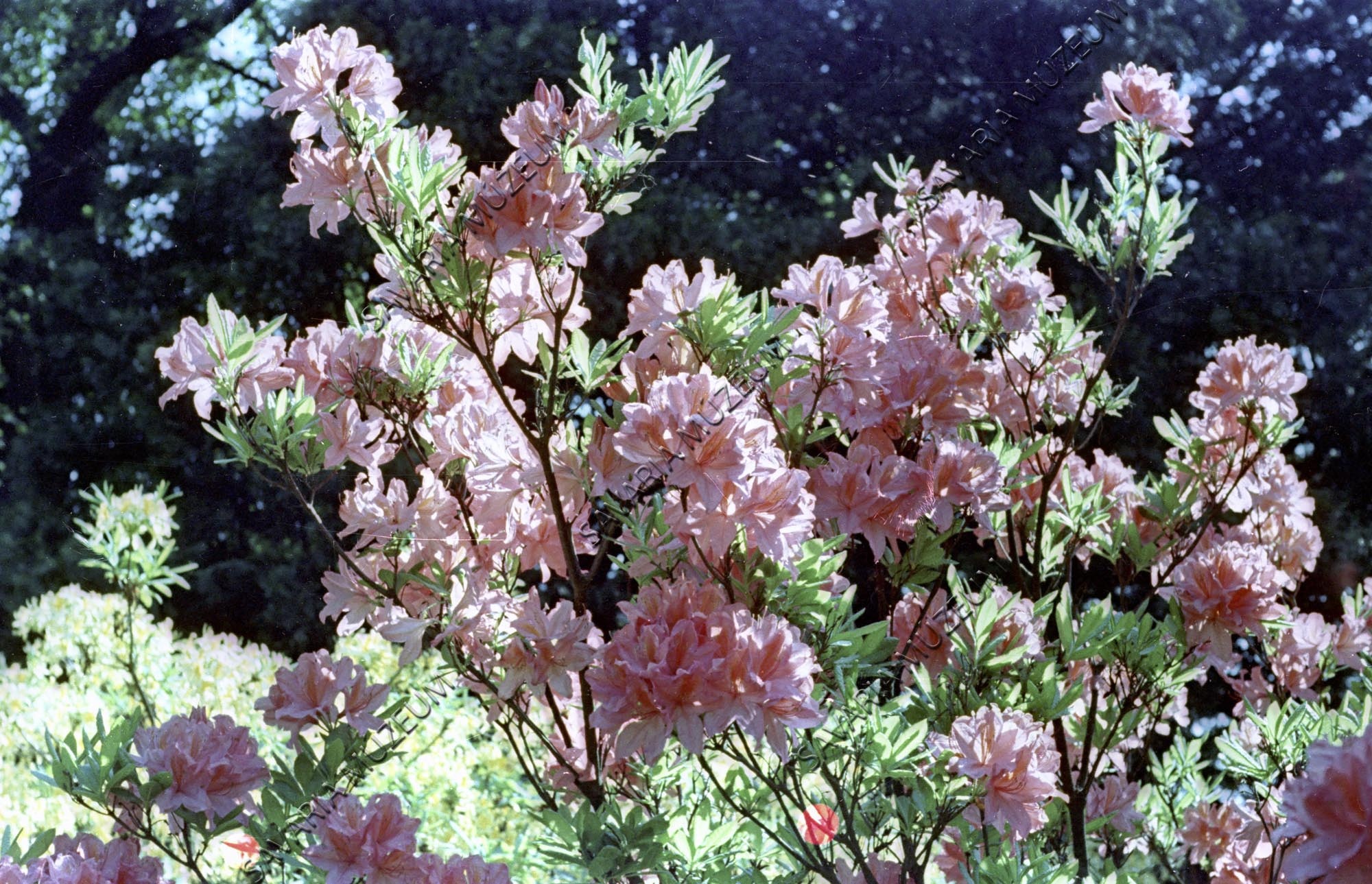 Rhododendron flavum (Savaria Megyei Hatókörű Városi Múzeum, Szombathely CC BY-NC-SA)