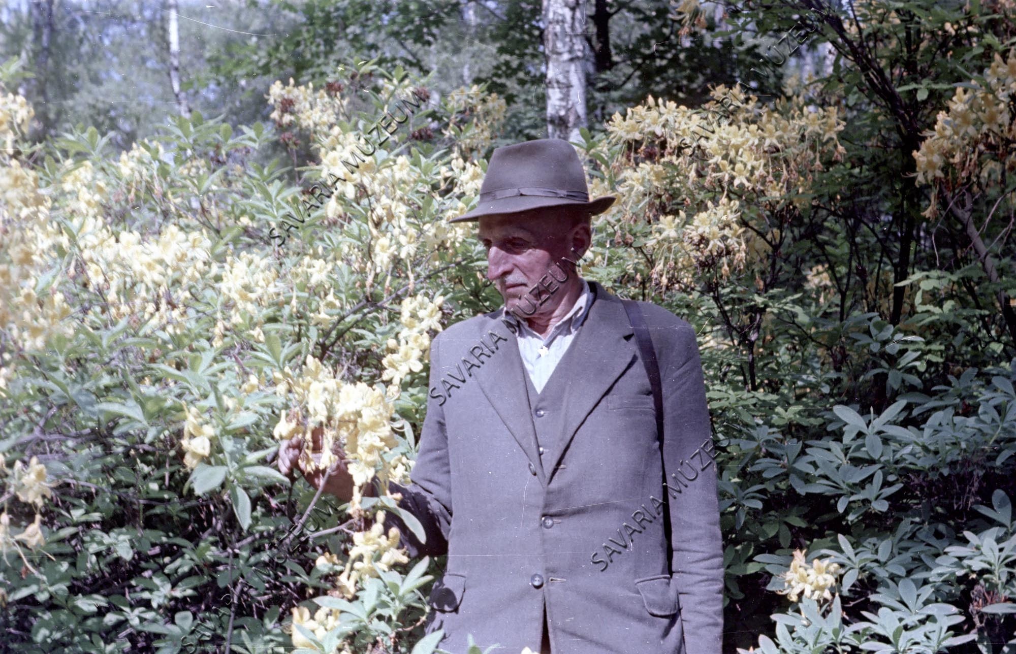 Vörös Lajos, Ambrózy kertésze (Savaria Megyei Hatókörű Városi Múzeum, Szombathely CC BY-NC-SA)