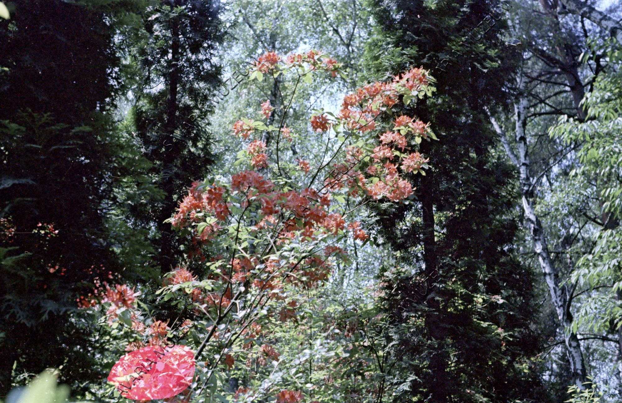 Rhododendron japonicum (Savaria Megyei Hatókörű Városi Múzeum, Szombathely CC BY-NC-SA)