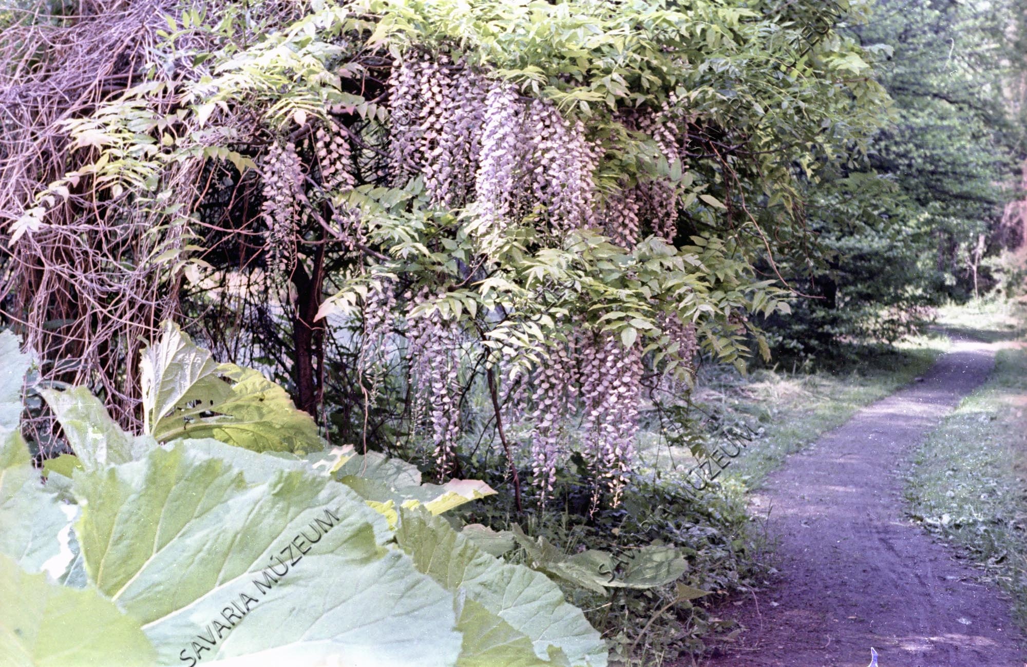 Wisteria sinensis (Savaria Megyei Hatókörű Városi Múzeum, Szombathely CC BY-NC-SA)