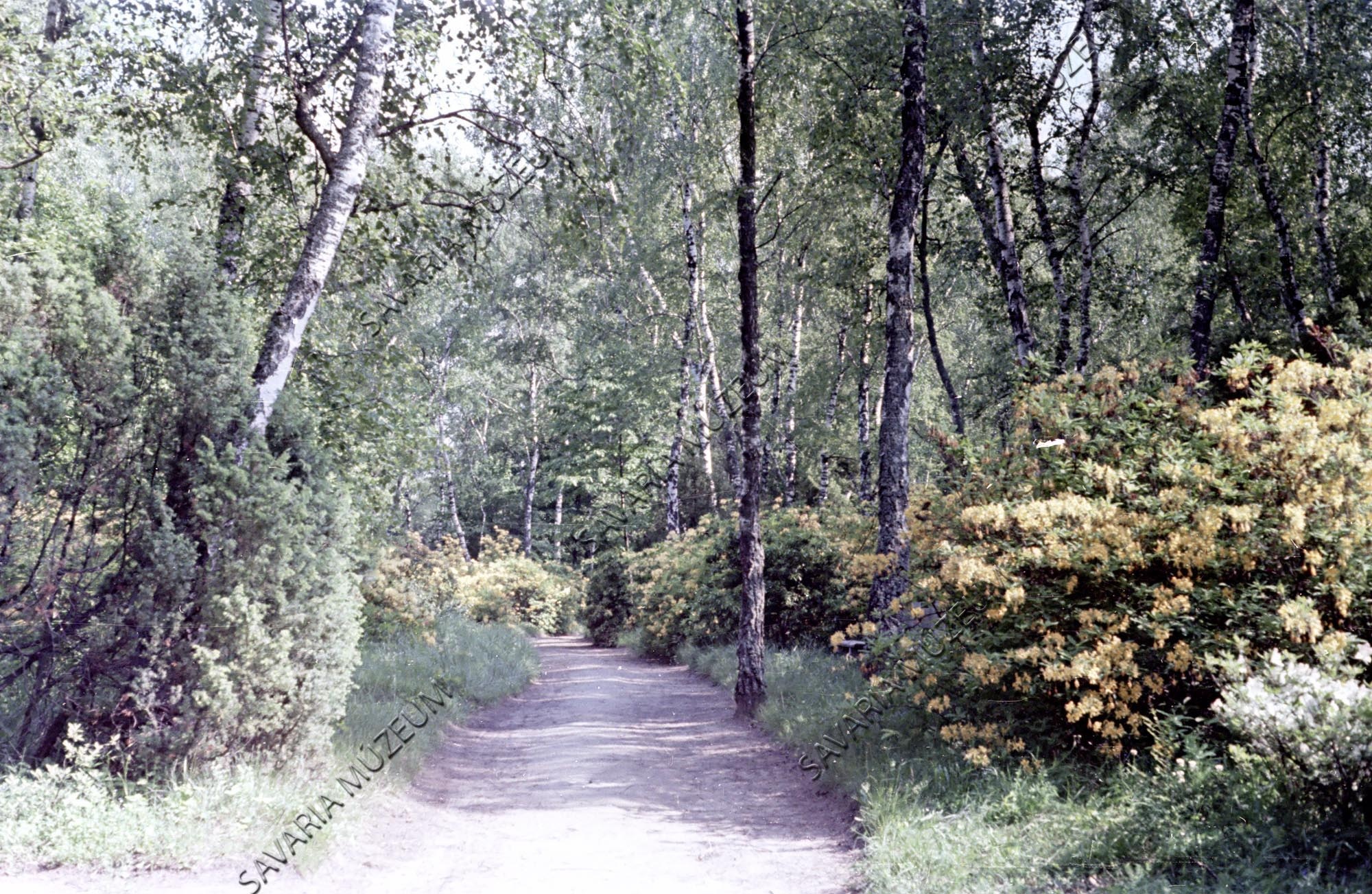 Arborétum útrészlet (Savaria Megyei Hatókörű Városi Múzeum, Szombathely CC BY-NC-SA)