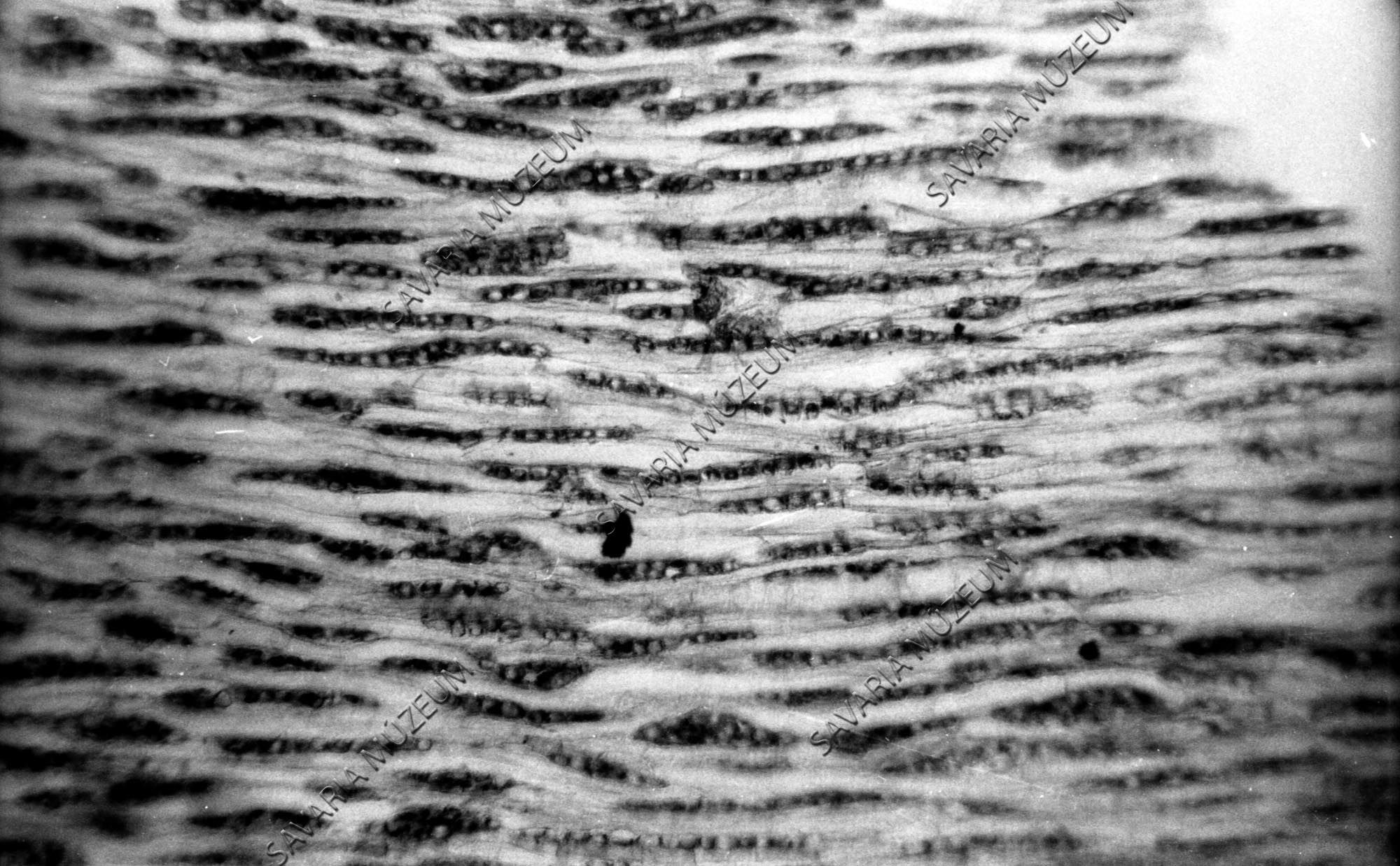Jégkori famaradvány: Alnus glutinosa (Savaria Megyei Hatókörű Városi Múzeum, Szombathely CC BY-NC-SA)