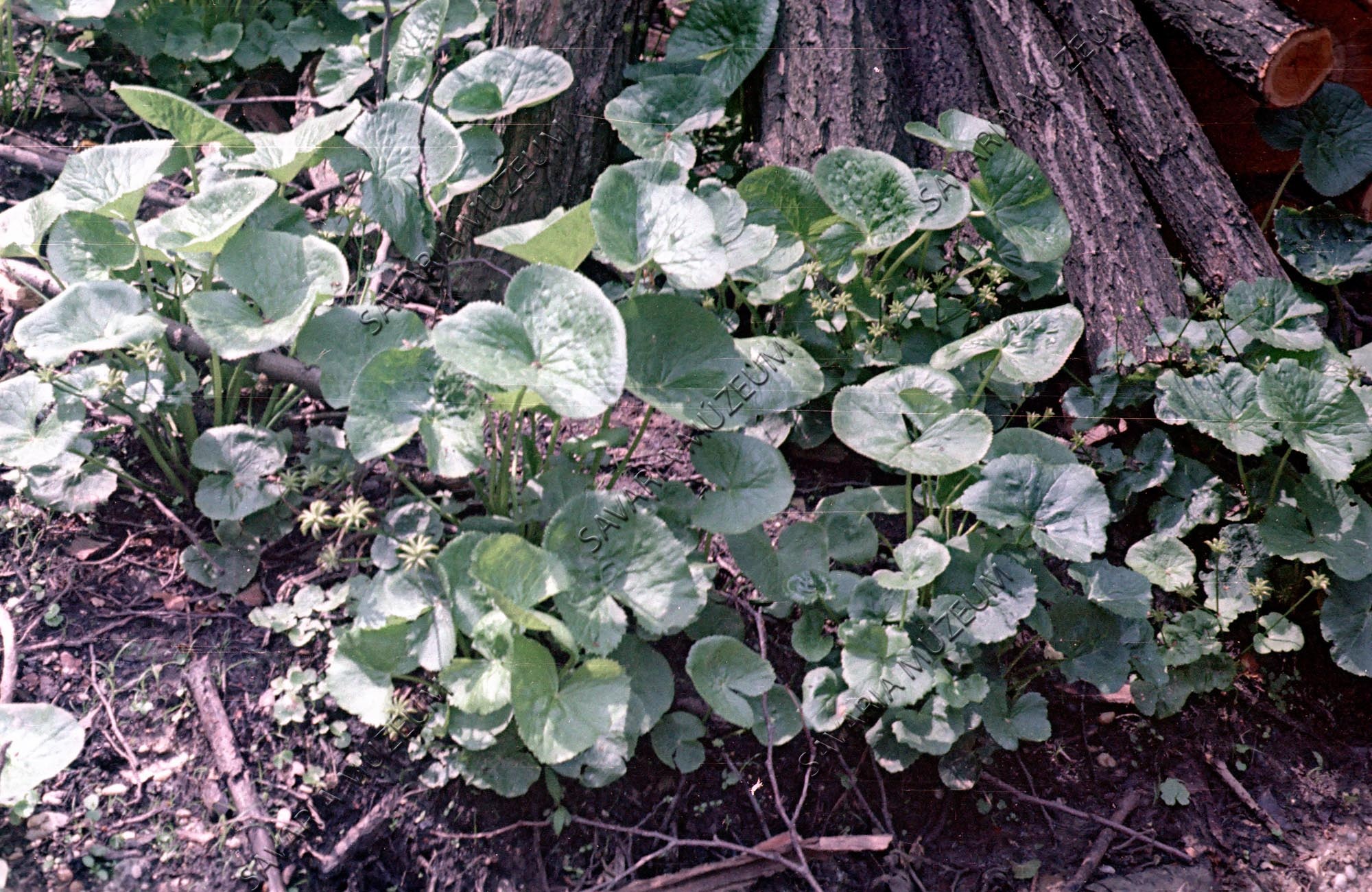 Caltha palustris (Savaria Megyei Hatókörű Városi Múzeum, Szombathely CC BY-NC-SA)