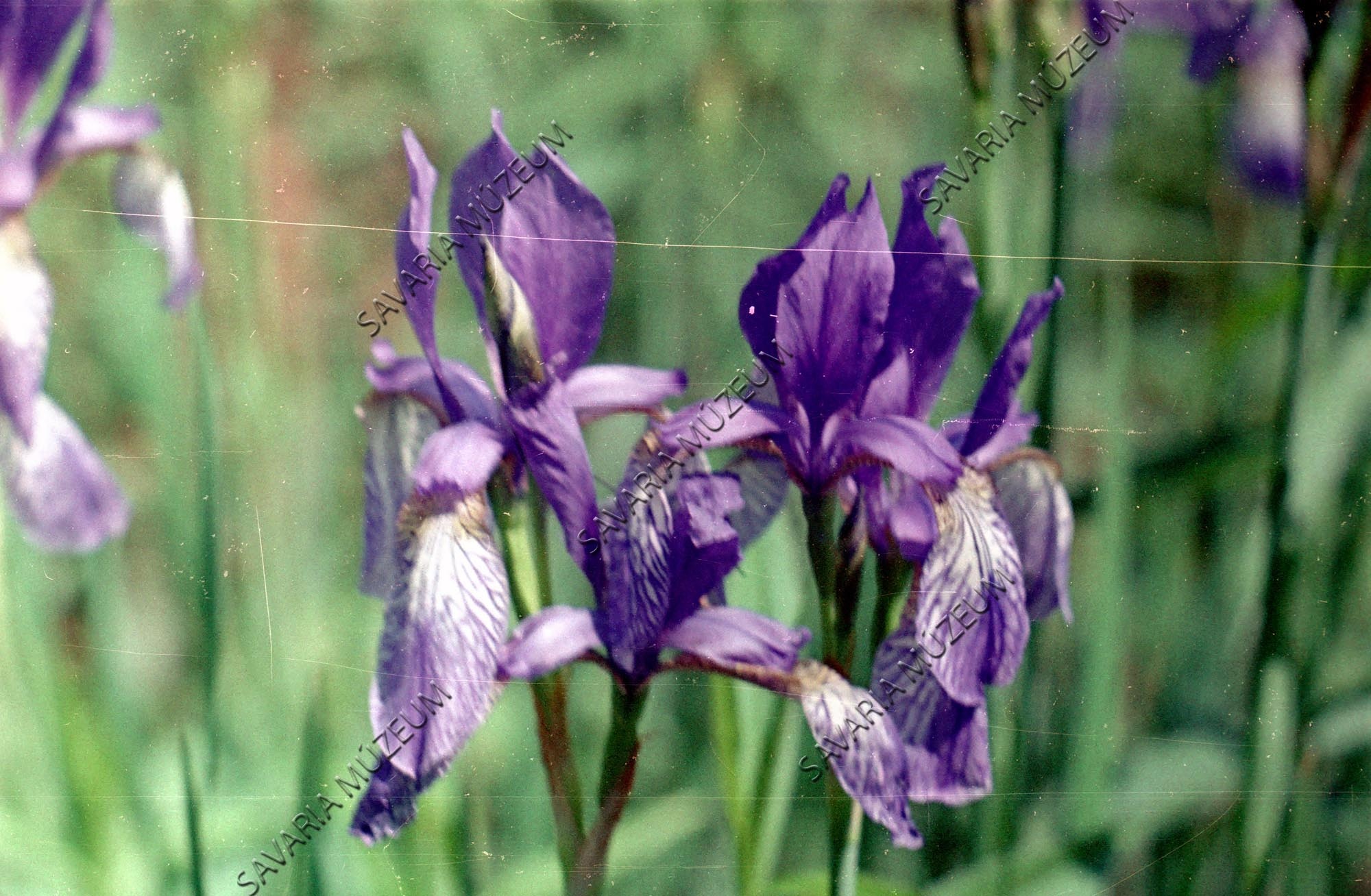 Iris sibirica (Savaria Megyei Hatókörű Városi Múzeum, Szombathely CC BY-NC-SA)