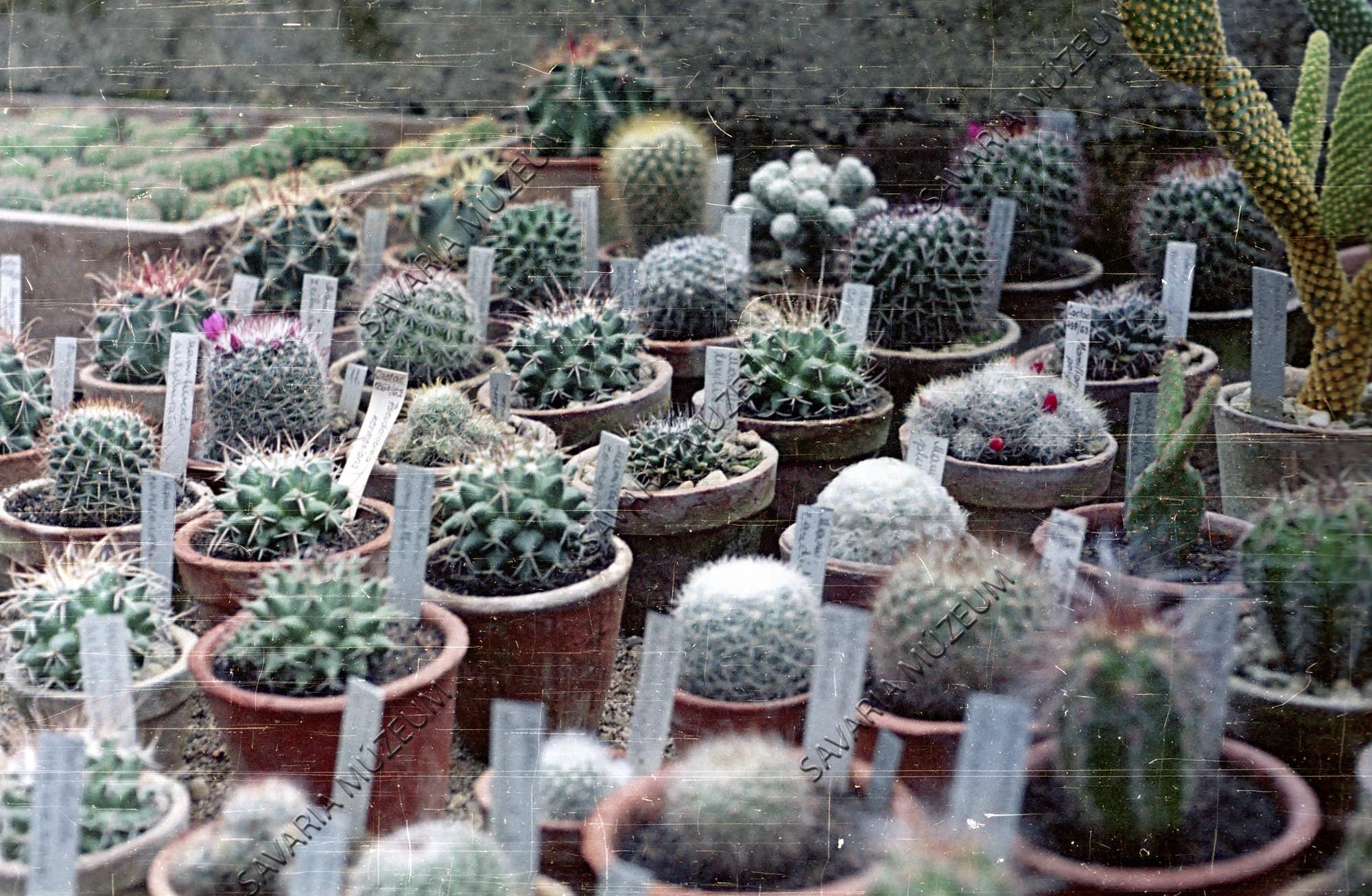 Kaktusz gyűjtemény (Savaria Megyei Hatókörű Városi Múzeum, Szombathely CC BY-NC-SA)