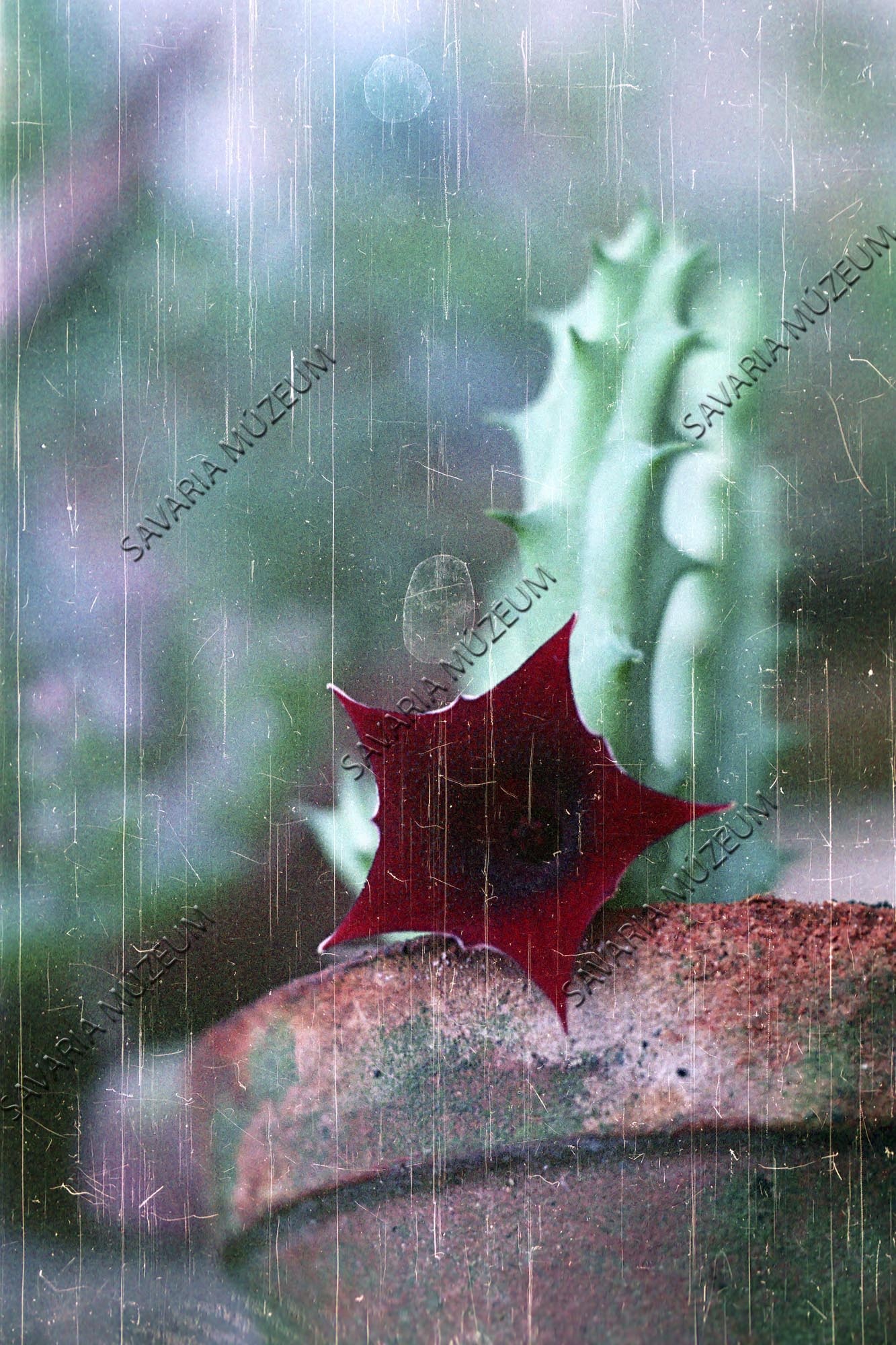 Huernia macrocarpa (Savaria Megyei Hatókörű Városi Múzeum, Szombathely CC BY-NC-SA)