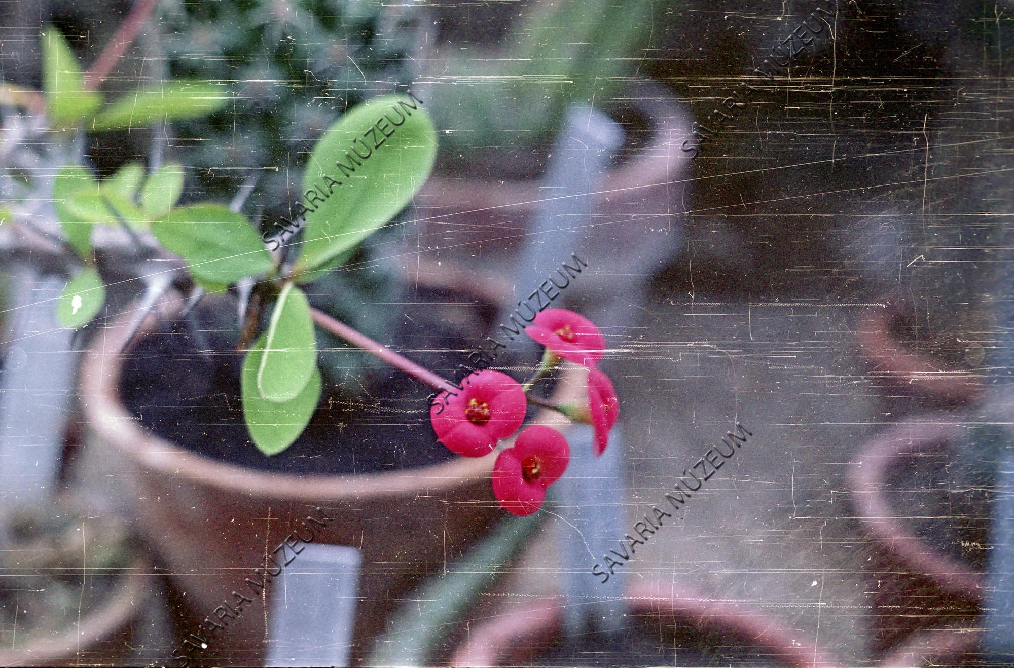 Euphorbia splendens (Savaria Megyei Hatókörű Városi Múzeum, Szombathely CC BY-NC-SA)