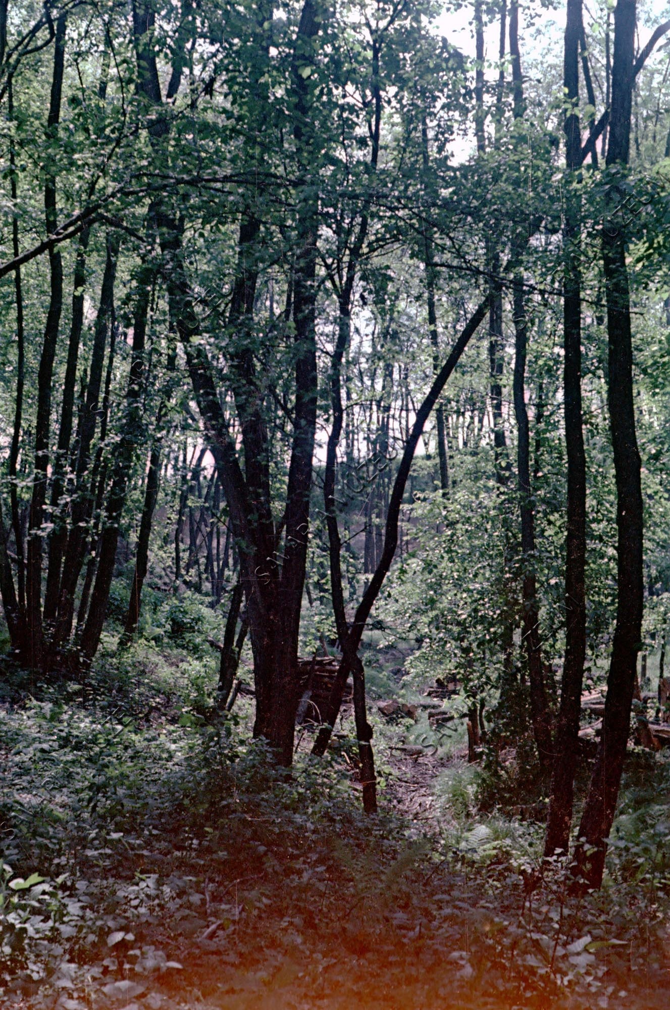Akácerdő letermelés alatt, 1968-ban az Arborétumhoz kapcsolt területen. (Savaria Megyei Hatókörű Városi Múzeum, Szombathely CC BY-NC-SA)