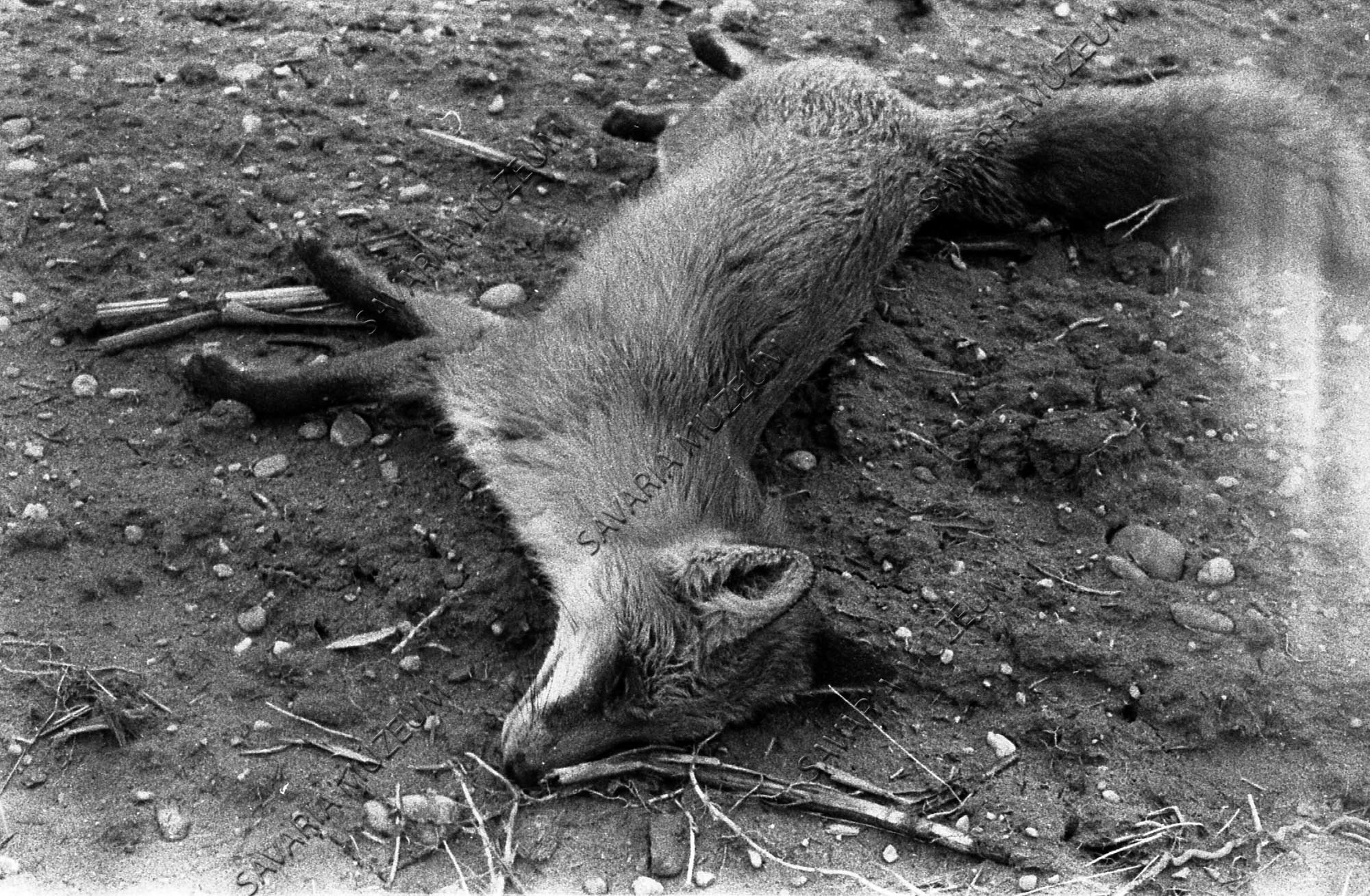 Mérgezett róka (Savaria Megyei Hatókörű Városi Múzeum, Szombathely CC BY-NC-SA)