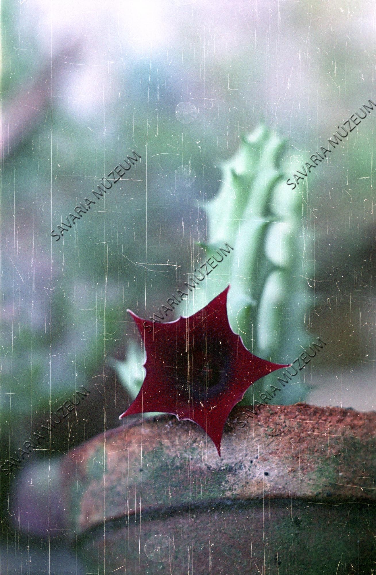 Huernia macrocarpa (Savaria Megyei Hatókörű Városi Múzeum, Szombathely CC BY-NC-SA)
