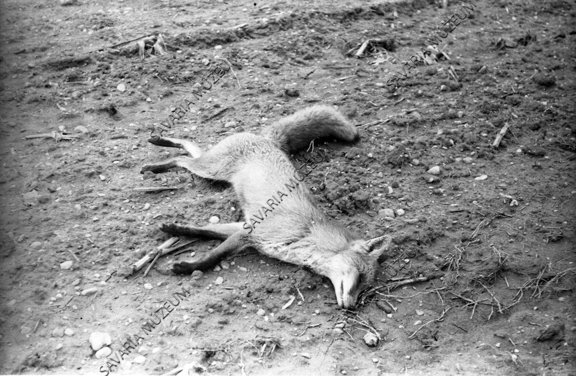 Mérgezett róka (Savaria Megyei Hatókörű Városi Múzeum, Szombathely CC BY-NC-SA)