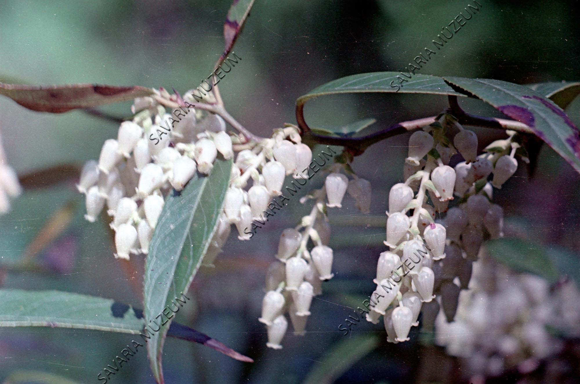 Leucothoë racemosa (Savaria Megyei Hatókörű Városi Múzeum, Szombathely CC BY-NC-SA)