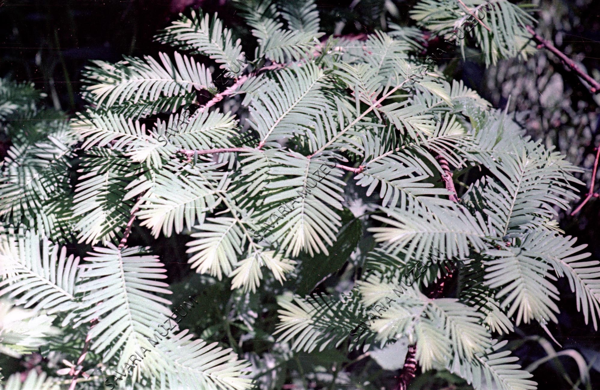 Metasequoia glyptostroboides (Savaria Megyei Hatókörű Városi Múzeum, Szombathely CC BY-NC-SA)