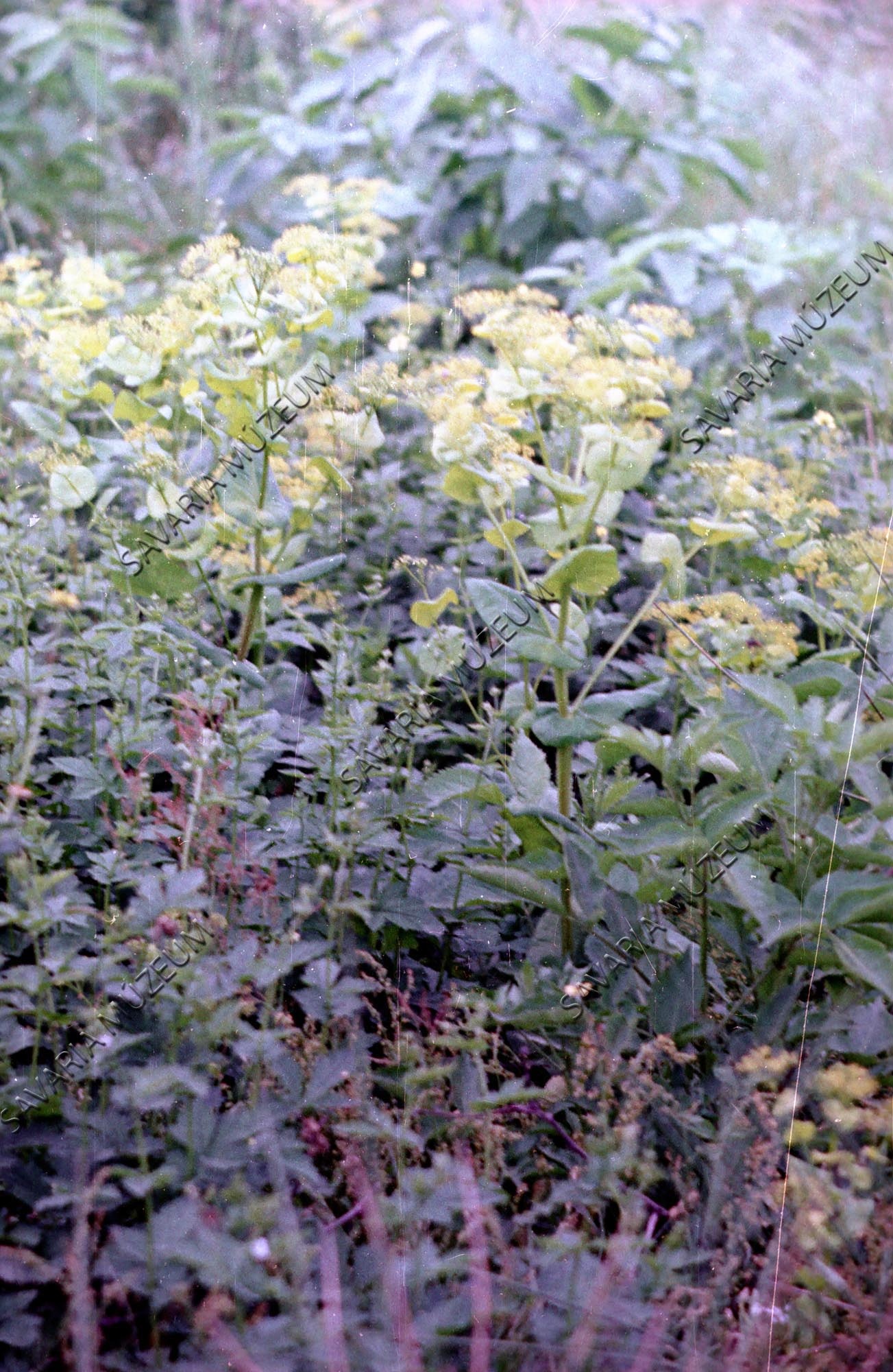 Smyrnium perfoliatum L. (Savaria Megyei Hatókörű Városi Múzeum, Szombathely CC BY-NC-SA)