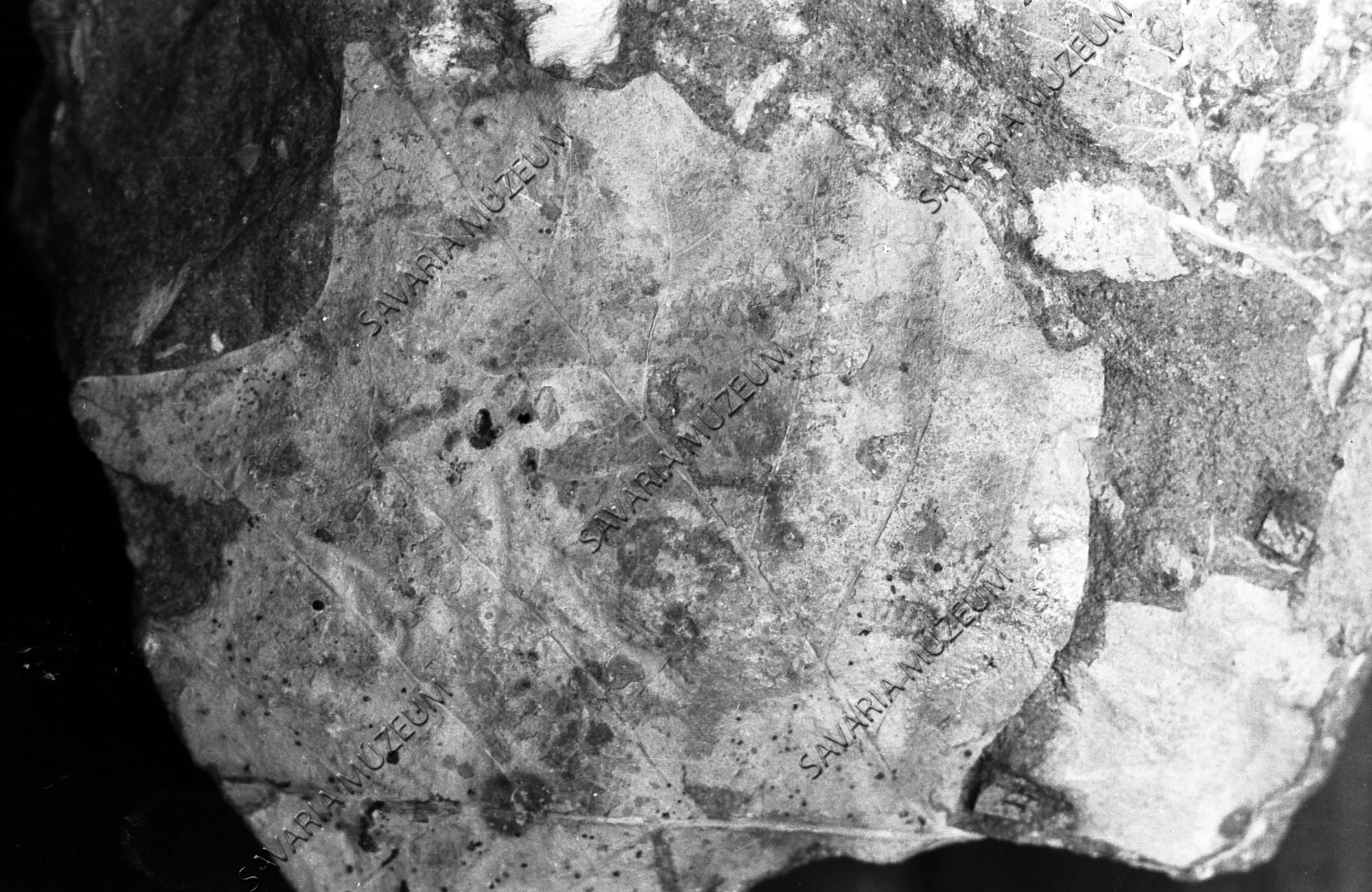 Megyaszói Platanus aceroides (Savaria Megyei Hatókörű Városi Múzeum, Szombathely CC BY-NC-SA)