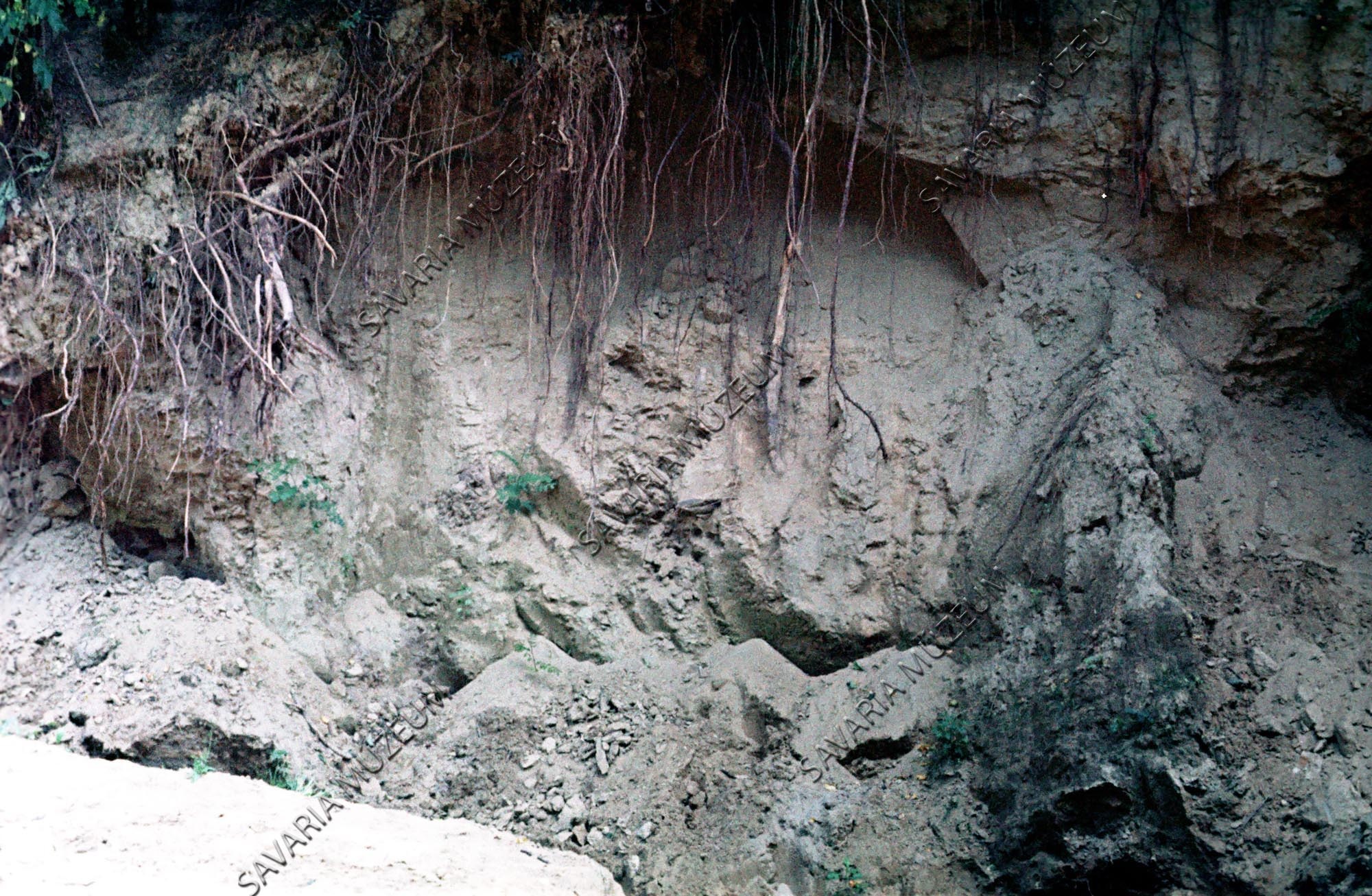 Ősnövény lelőhely (Savaria Megyei Hatókörű Városi Múzeum, Szombathely CC BY-NC-SA)
