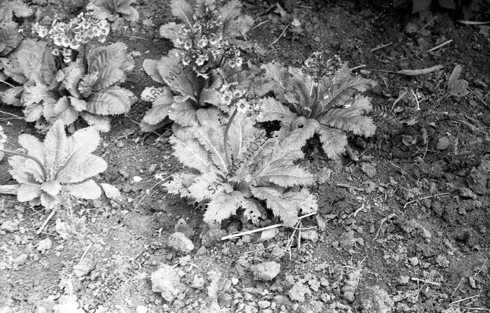 Primula sp. (Savaria Megyei Hatókörű Városi Múzeum, Szombathely CC BY-NC-SA)