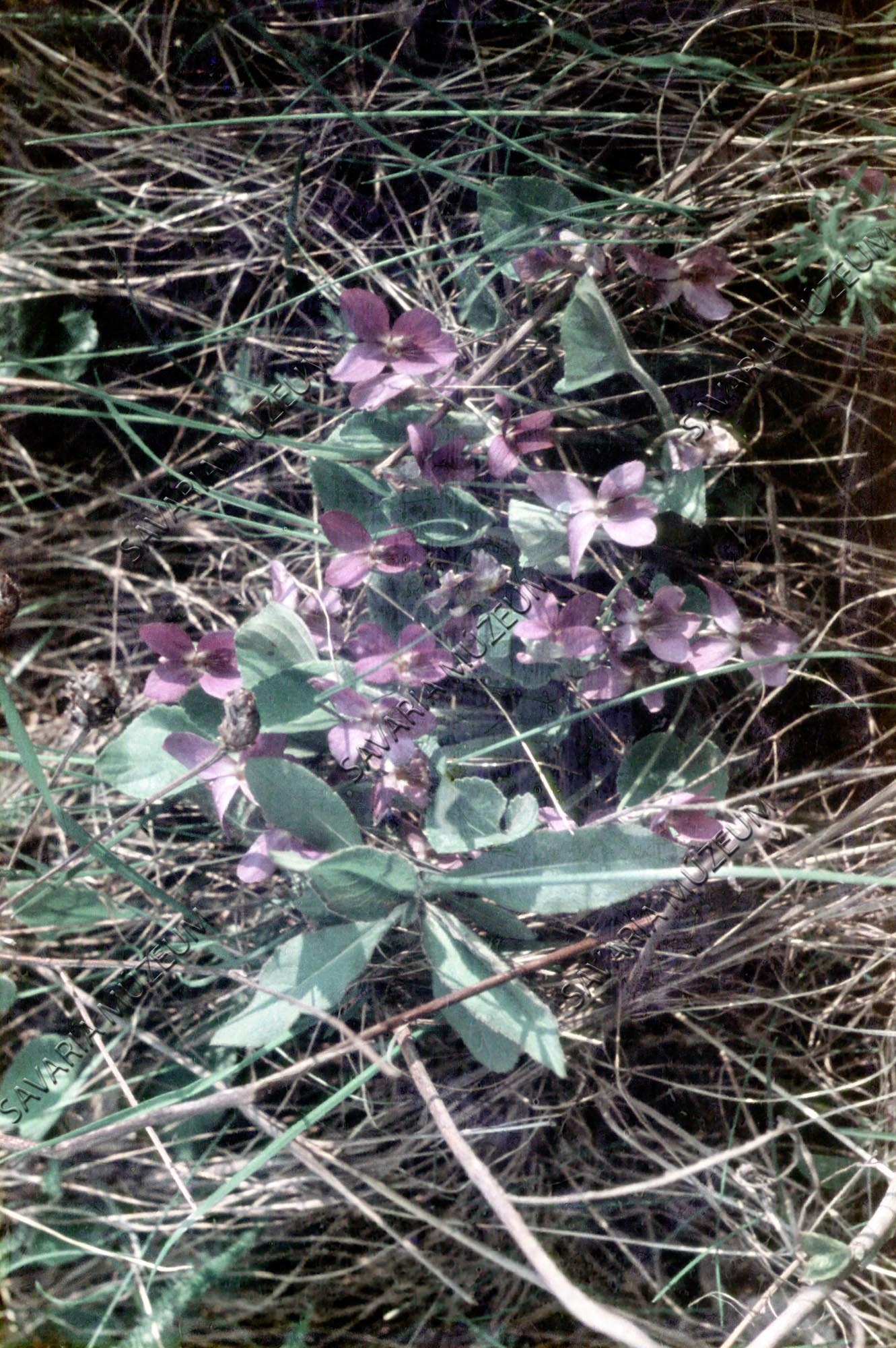 Viola odorata (Savaria Megyei Hatókörű Városi Múzeum, Szombathely CC BY-NC-SA)