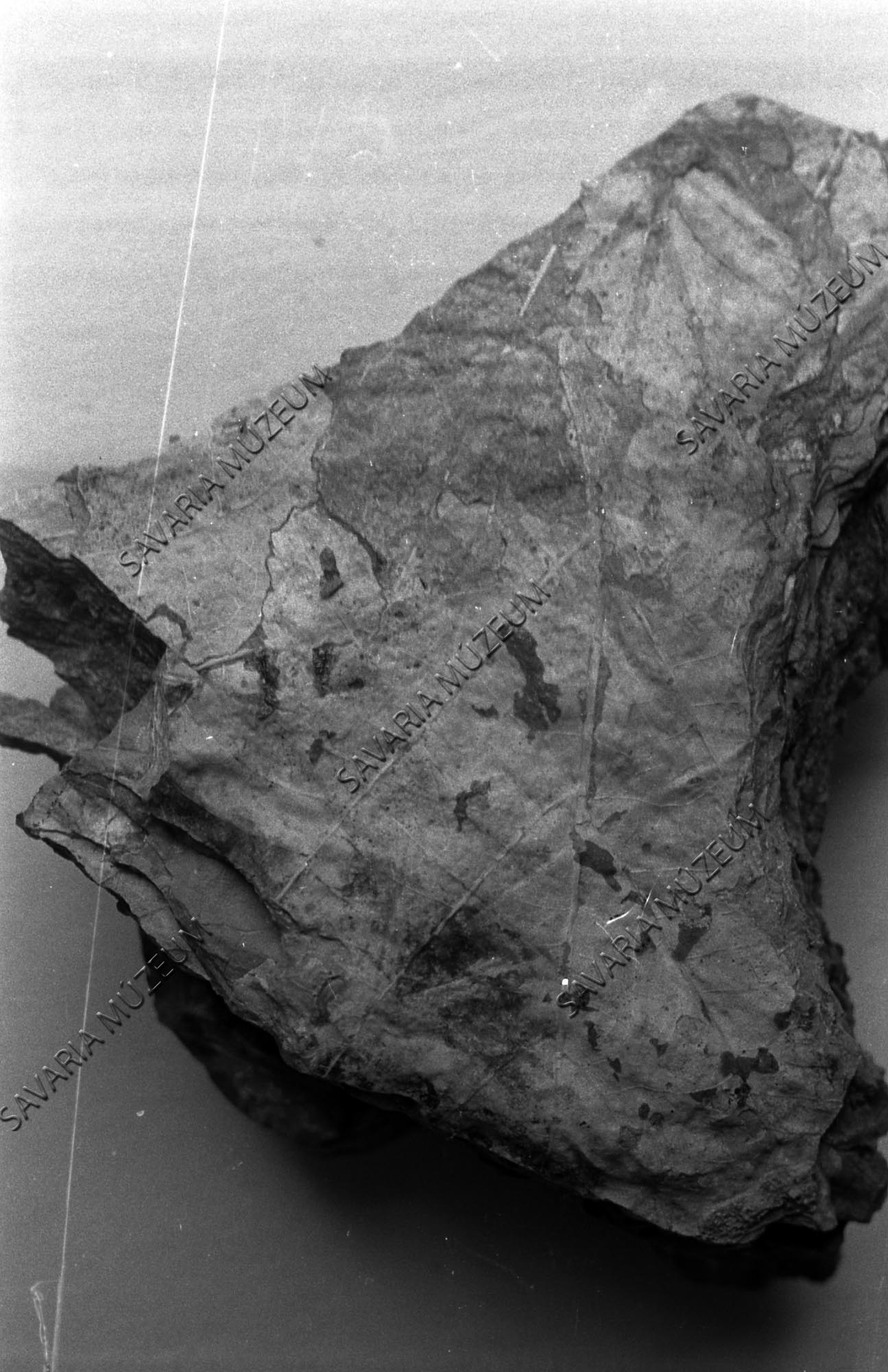 Megyaszói Platanaus aceroides (Savaria Megyei Hatókörű Városi Múzeum, Szombathely CC BY-NC-SA)