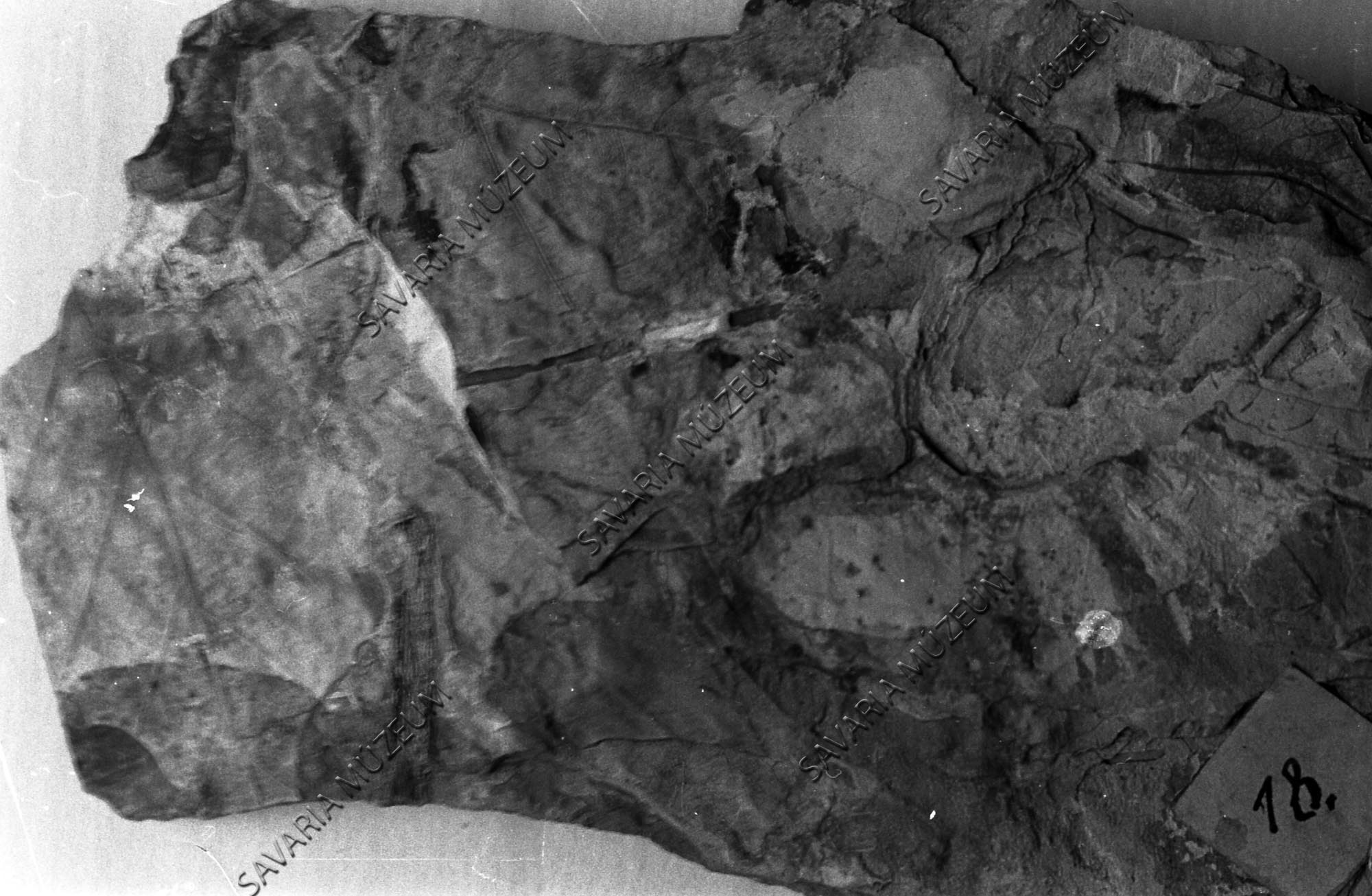 Megyaszói lenyomatok (Savaria Megyei Hatókörű Városi Múzeum, Szombathely CC BY-NC-SA)