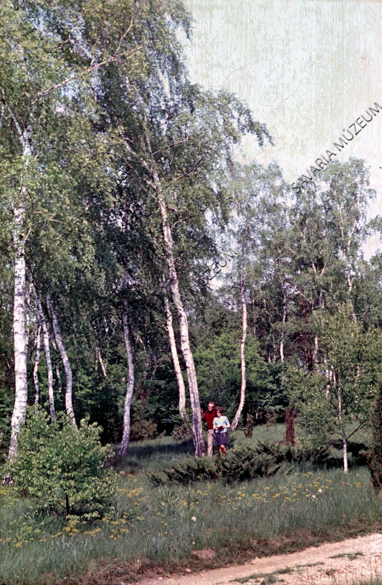 Arborétum részlet (Savaria Megyei Hatókörű Városi Múzeum, Szombathely CC BY-NC-SA)