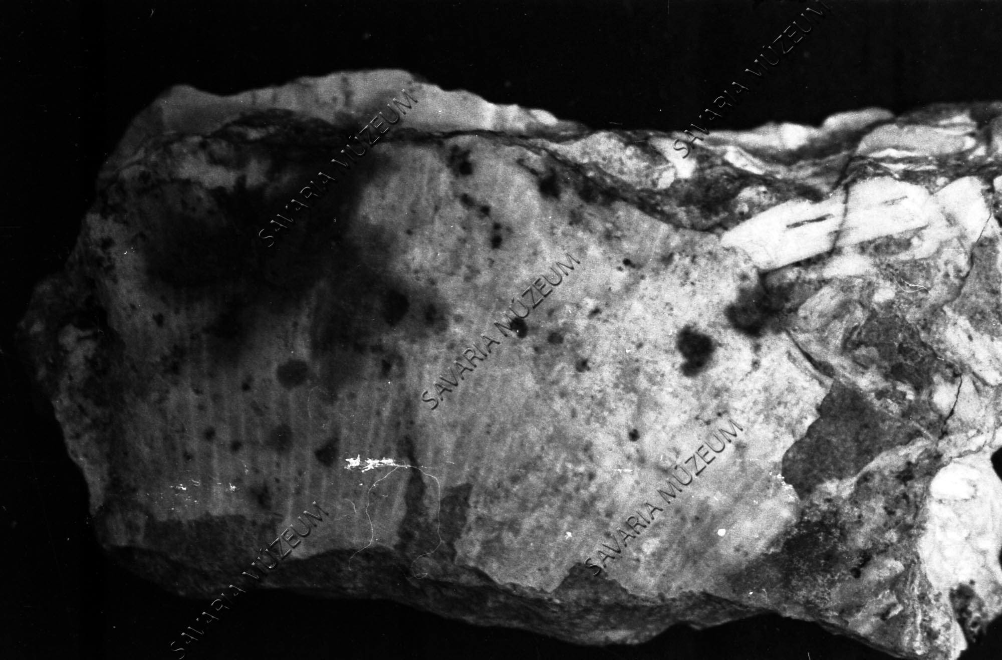 Megyaszói Ginkgo adiantoides (Savaria Megyei Hatókörű Városi Múzeum, Szombathely CC BY-NC-SA)