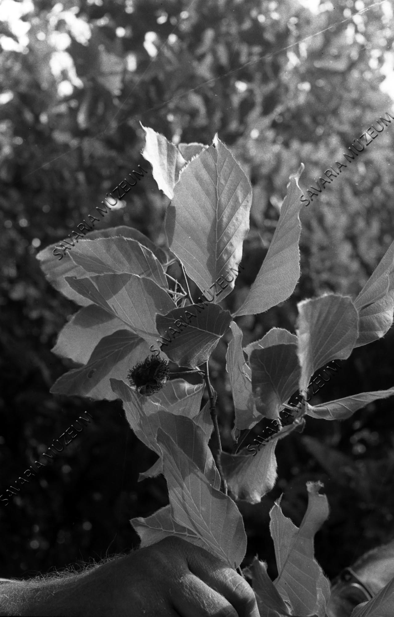 Fagus orientalis (Savaria Megyei Hatókörű Városi Múzeum, Szombathely CC BY-NC-SA)
