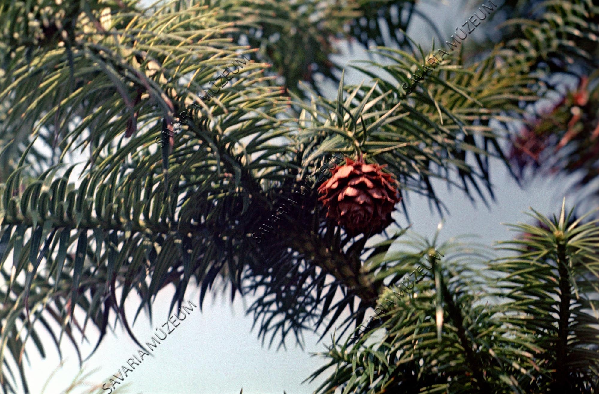 Cunningphamia sinensis (Savaria Megyei Hatókörű Városi Múzeum, Szombathely CC BY-NC-SA)