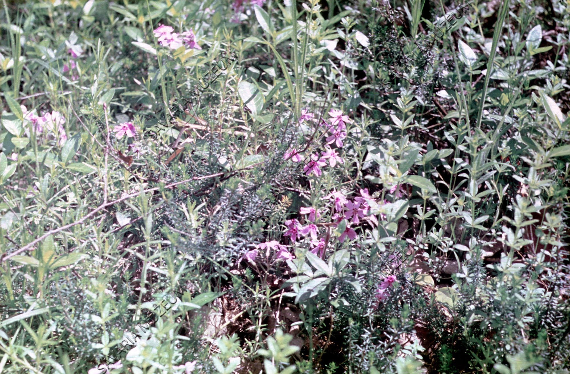 Lunaria rediviva (Savaria Megyei Hatókörű Városi Múzeum, Szombathely CC BY-NC-SA)