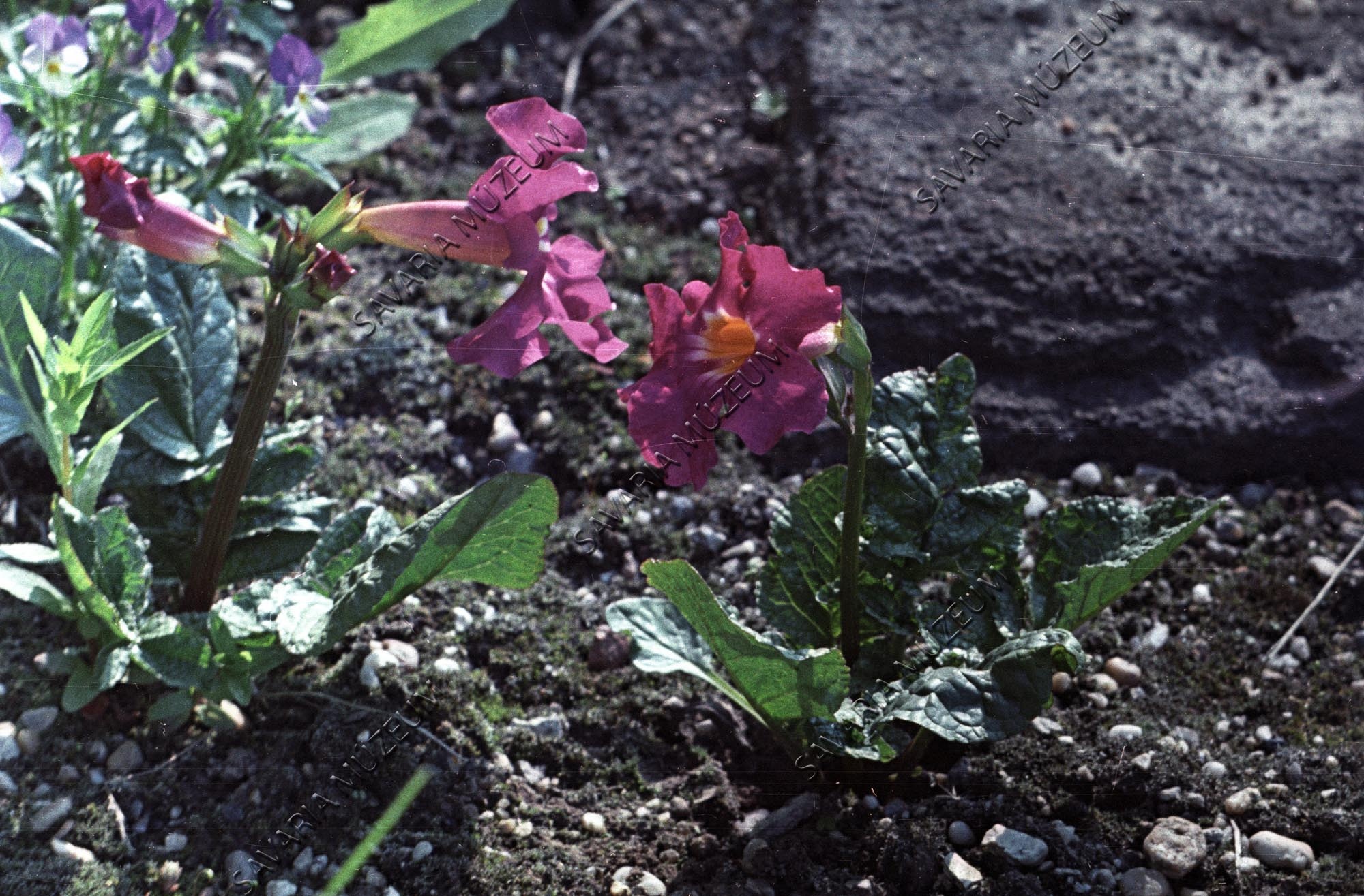 Primula (Savaria Megyei Hatókörű Városi Múzeum, Szombathely CC BY-NC-SA)