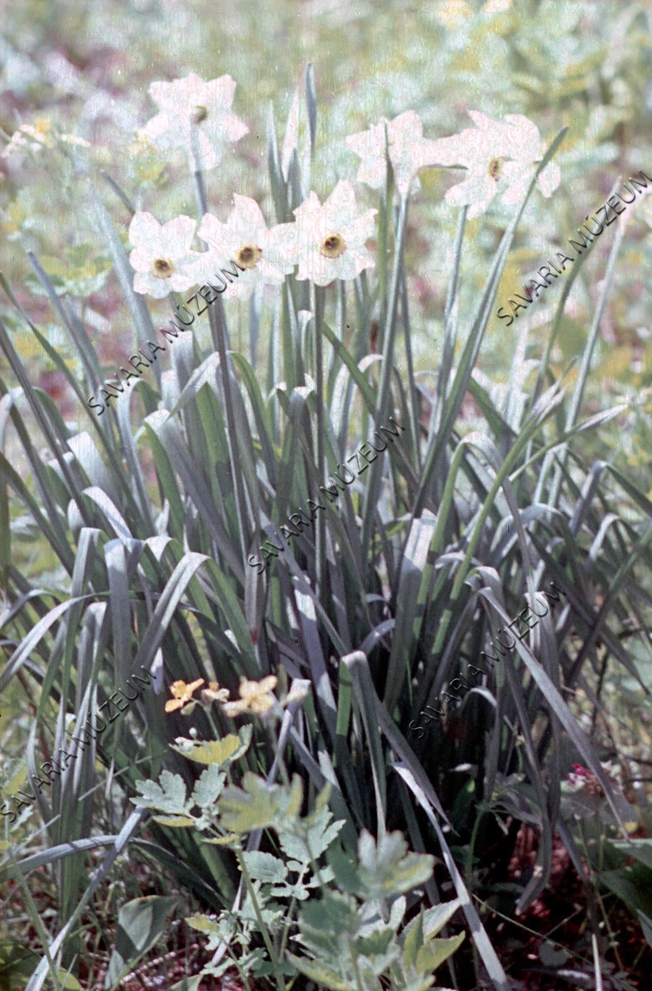 Narcissus poeticus (Savaria Megyei Hatókörű Városi Múzeum, Szombathely CC BY-NC-SA)