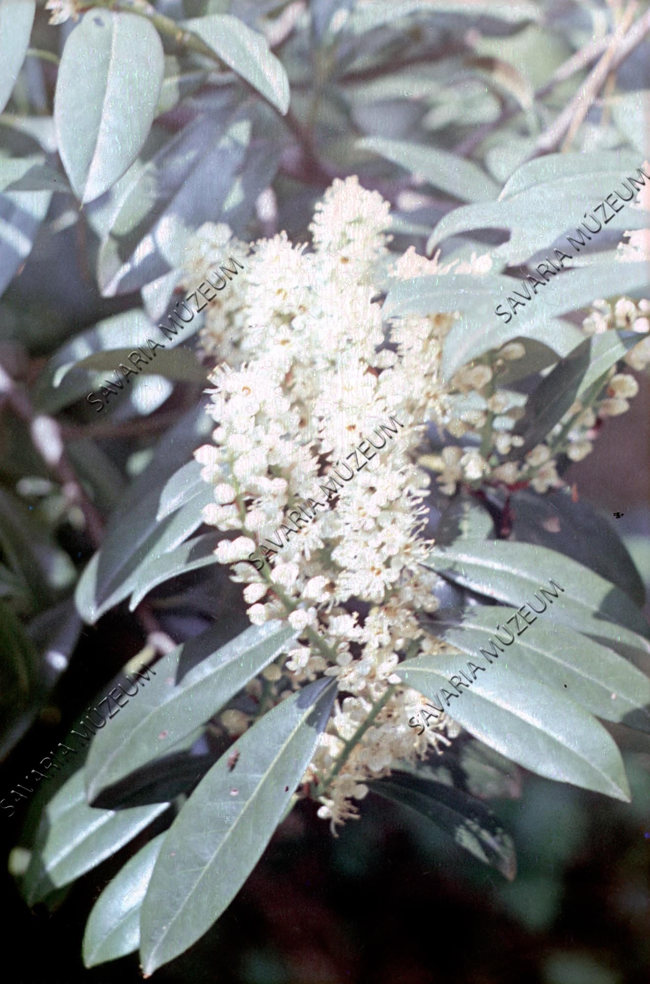 Prunus laurocerasus (Savaria Megyei Hatókörű Városi Múzeum, Szombathely CC BY-NC-SA)