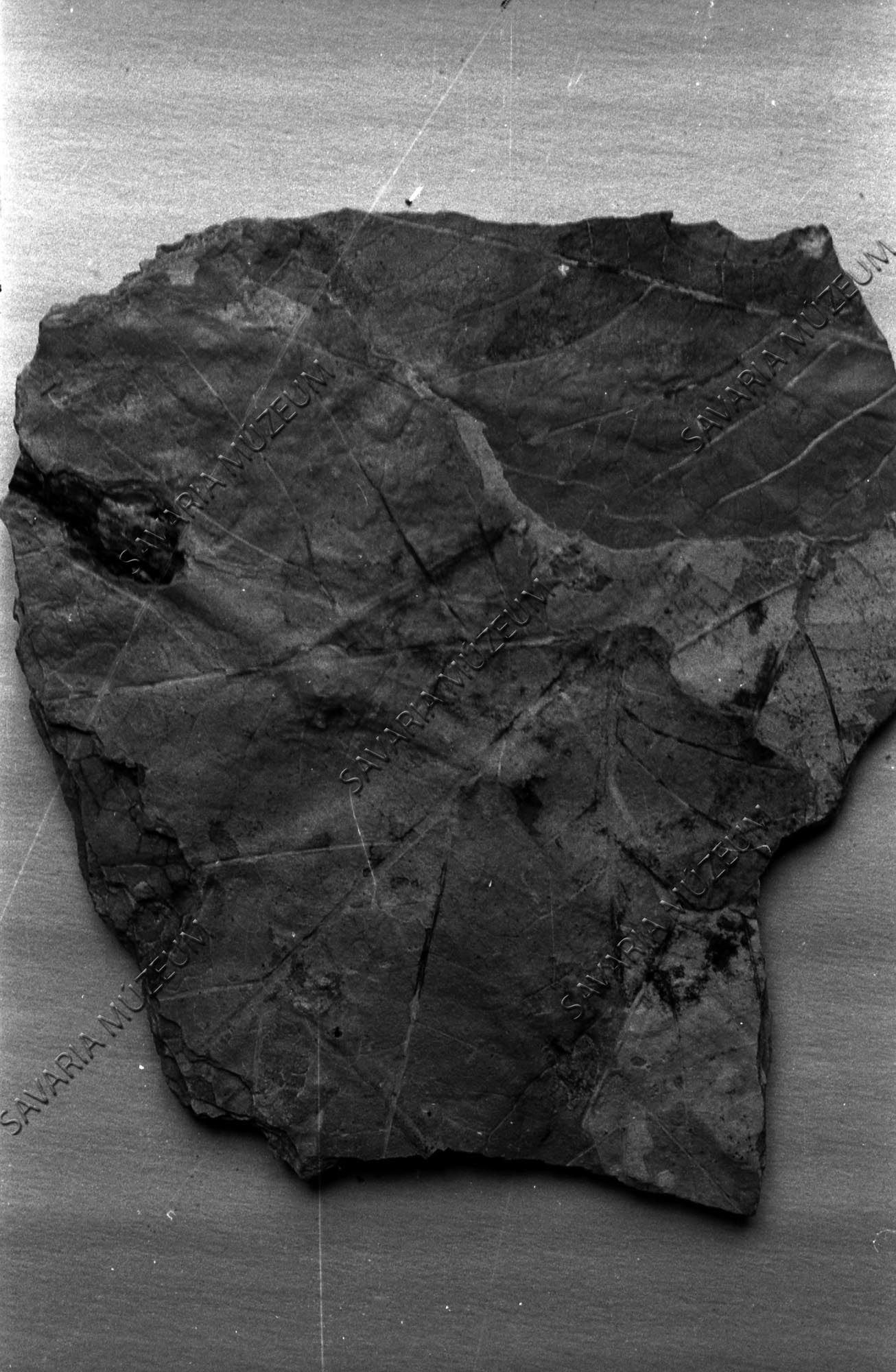 Megyaszói Platanaus aceroides (Savaria Megyei Hatókörű Városi Múzeum, Szombathely CC BY-NC-SA)